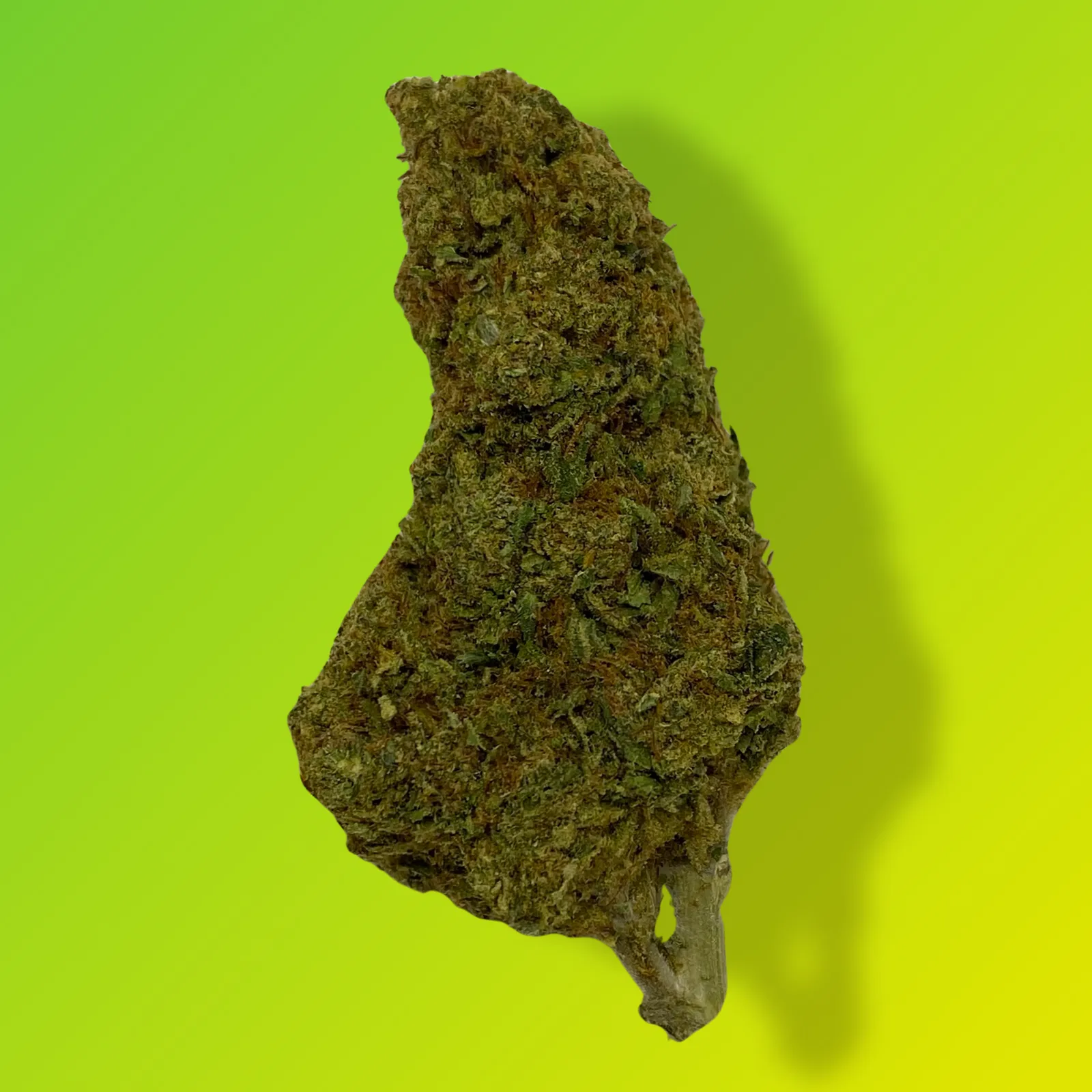 Baked in Bushwick Banana Jelly Strain – 20-31% THC, indica-dominant hybrid with frosty buds and sweet banana flavor.