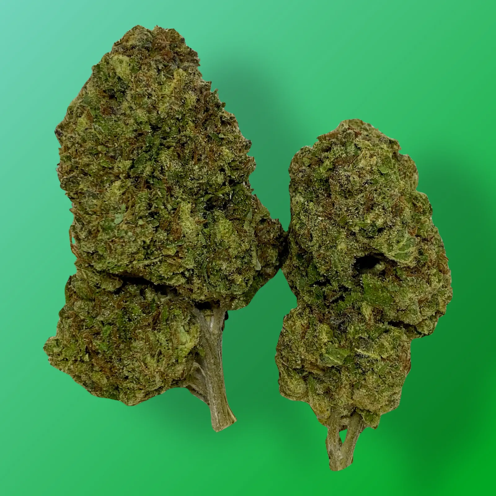 Baked in Bushwick Lemongrass Strain – Hybrid cannabis with tart lemon flavor and frosty lime green buds.