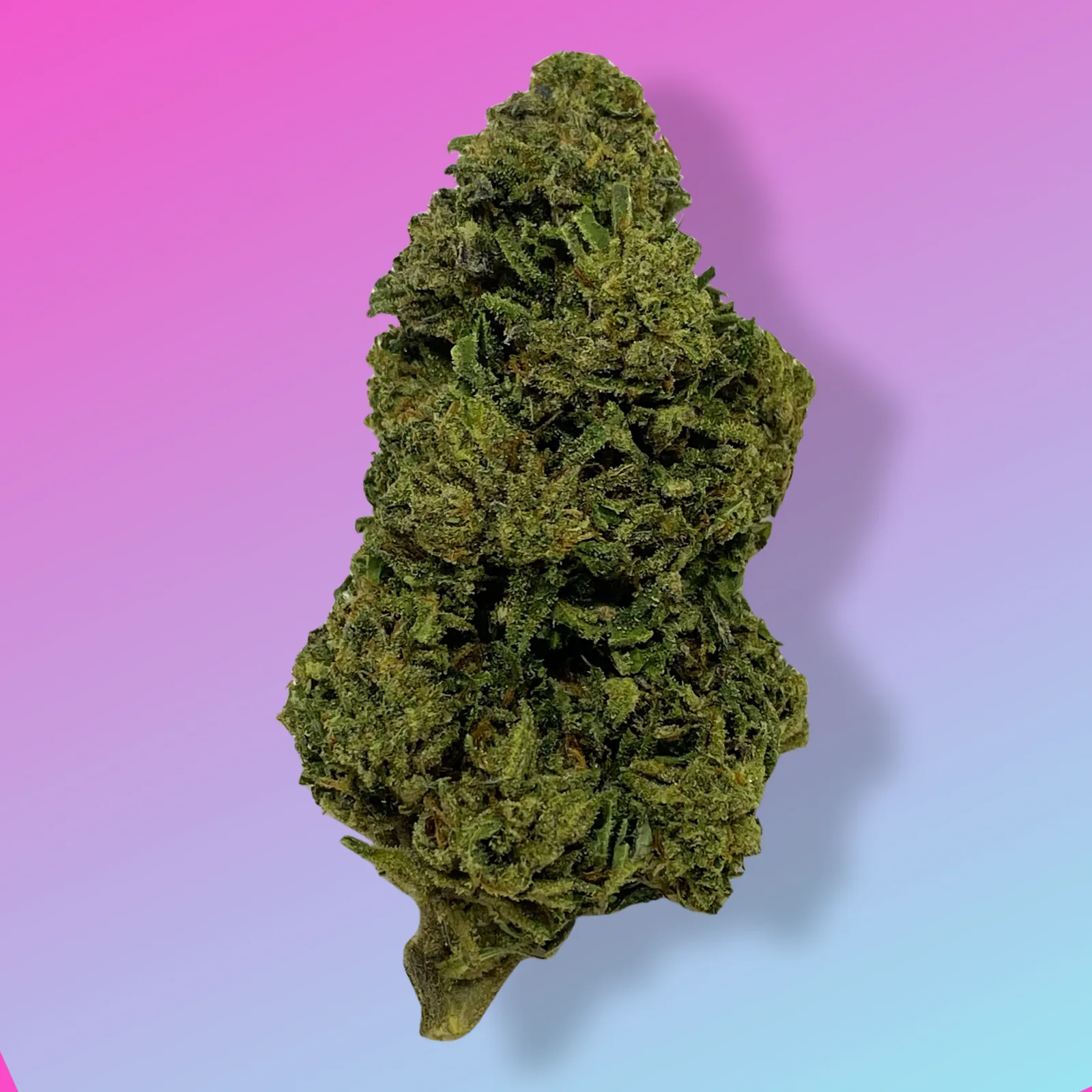 Baked in Bushwick Super Sonic Strain – 11-18% THC, sativa-dominant hybrid with tropical fruity flavor and frosty white trichomes.