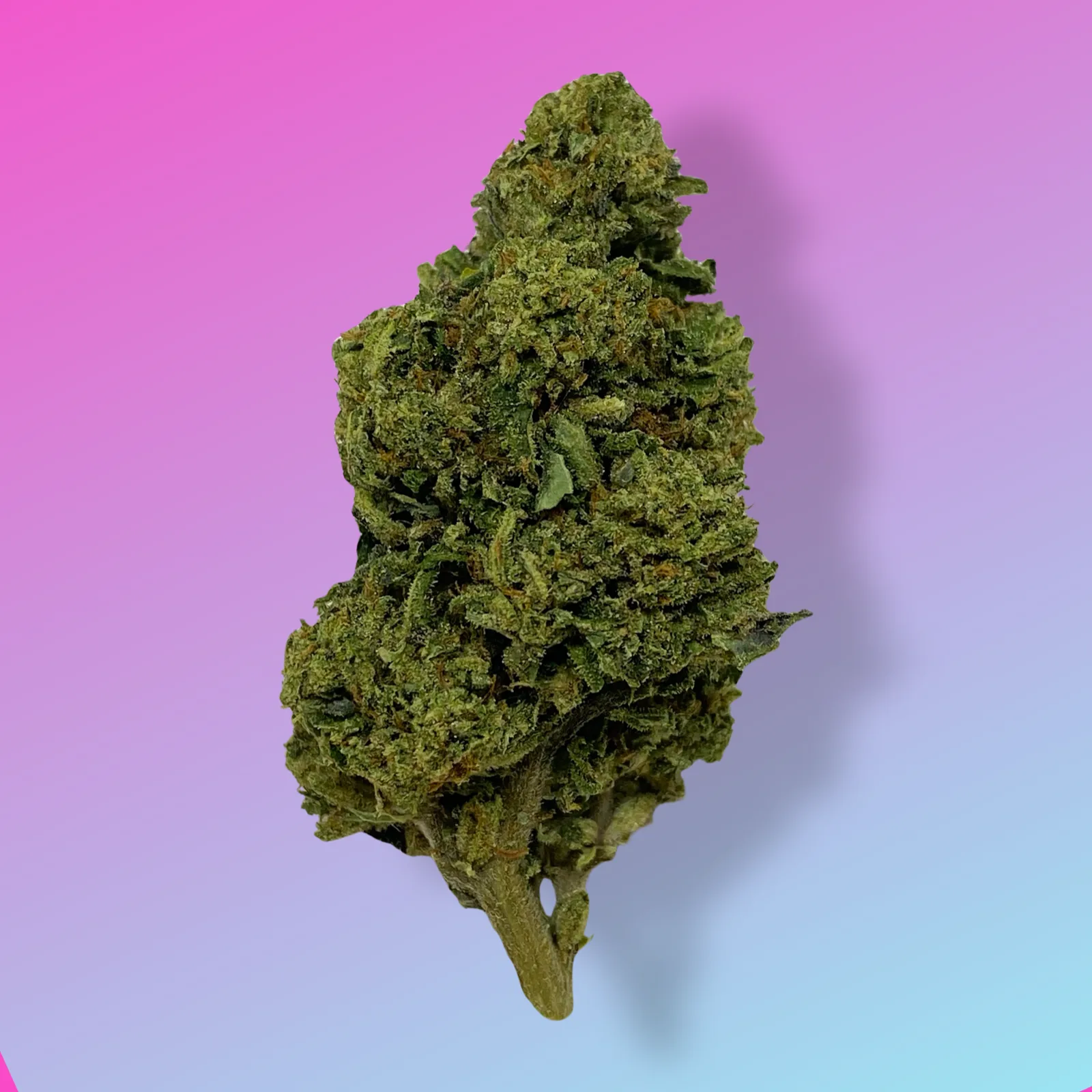 Baked in Bushwick Super Sonic Strain – 11-18% THC, sativa-dominant hybrid with tropical fruity flavor and frosty white trichomes.