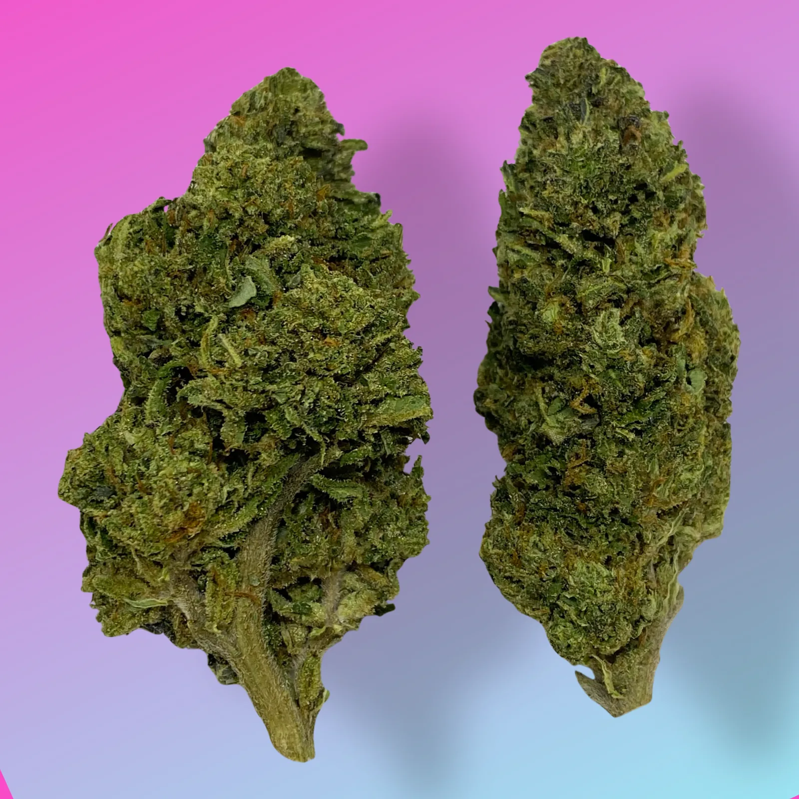 Baked in Bushwick Super Sonic Strain – 11-18% THC, sativa-dominant hybrid with tropical fruity flavor and frosty white trichomes.