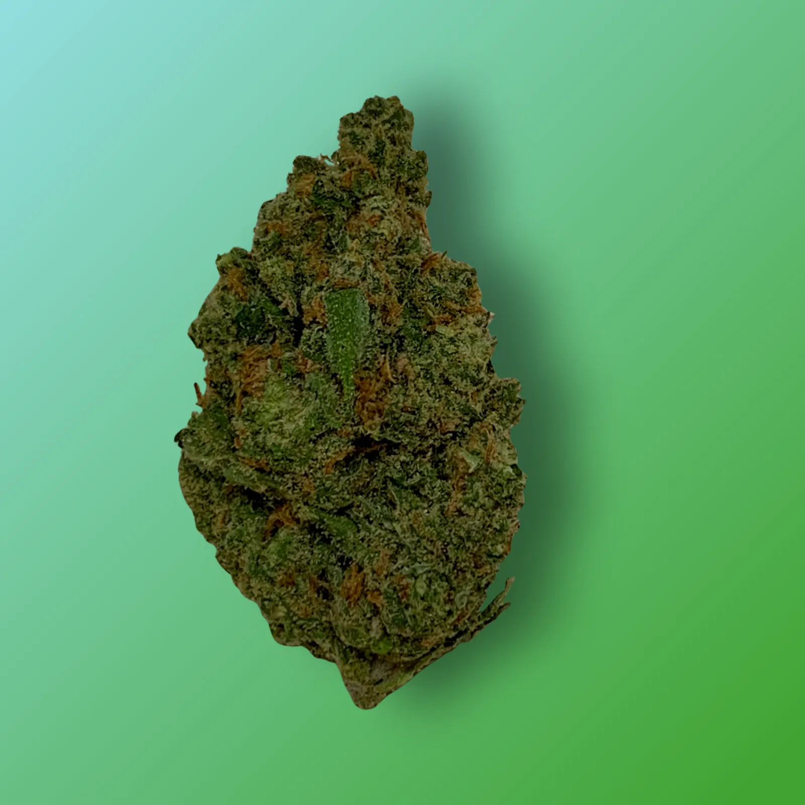 Baked in Bushwick Jack Herer Strain – 15-24% THC, sativa-dominant hybrid with bright neon green buds and frosty golden trichomes.