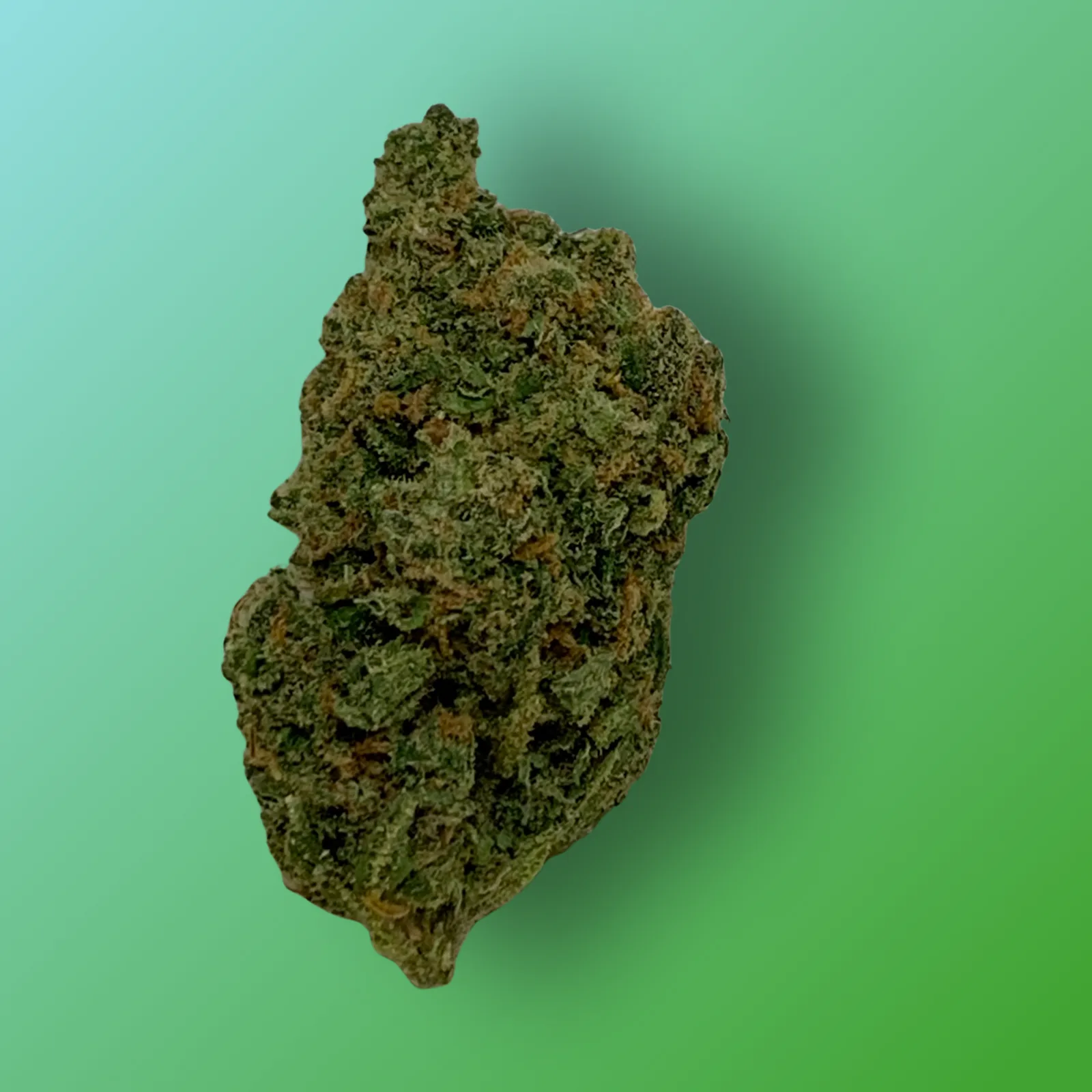 Baked in Bushwick Jack Herer Strain – 15-24% THC, sativa-dominant hybrid with bright neon green buds and frosty golden trichomes.