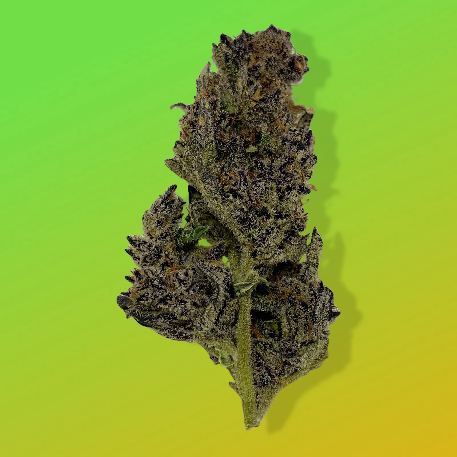 Baked in Bushwick Purple Lemon Haze – 18% THC, sativa-dominant hybrid with frosty purple buds