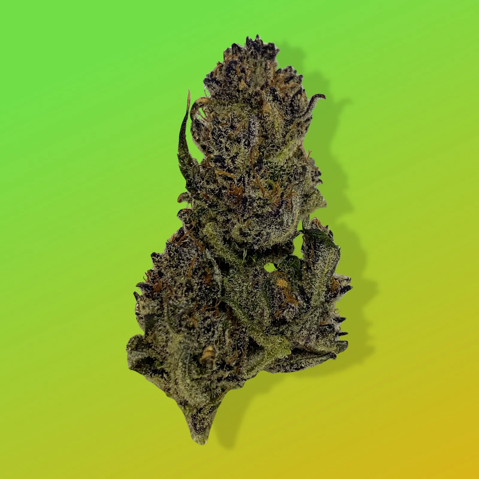 Baked in Bushwick Purple Lemon Haze – 18% THC, sativa-dominant hybrid with frosty purple buds