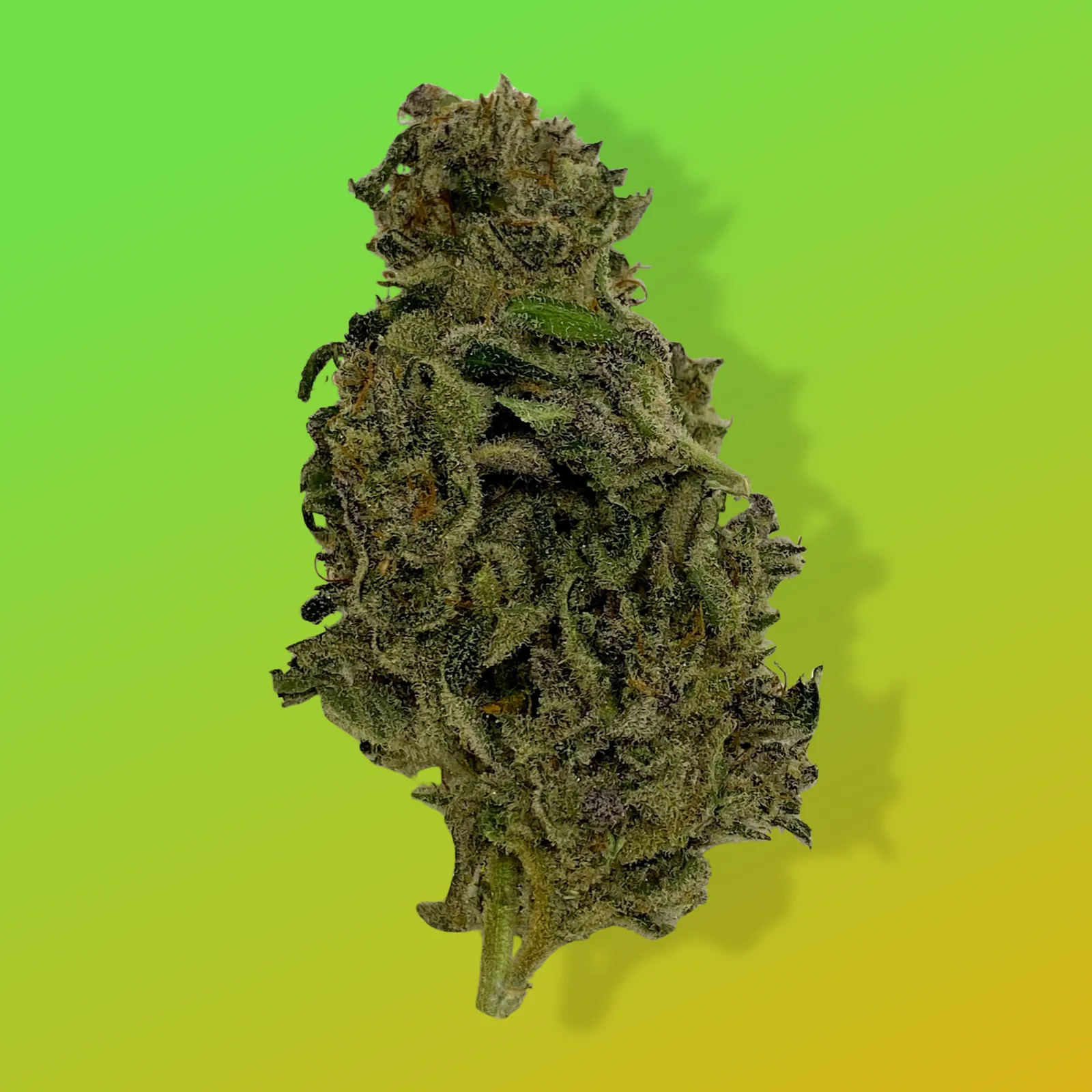 Baked in Bushwick Purple Lemon Haze – 18% THC, sativa-dominant hybrid with frosty purple buds