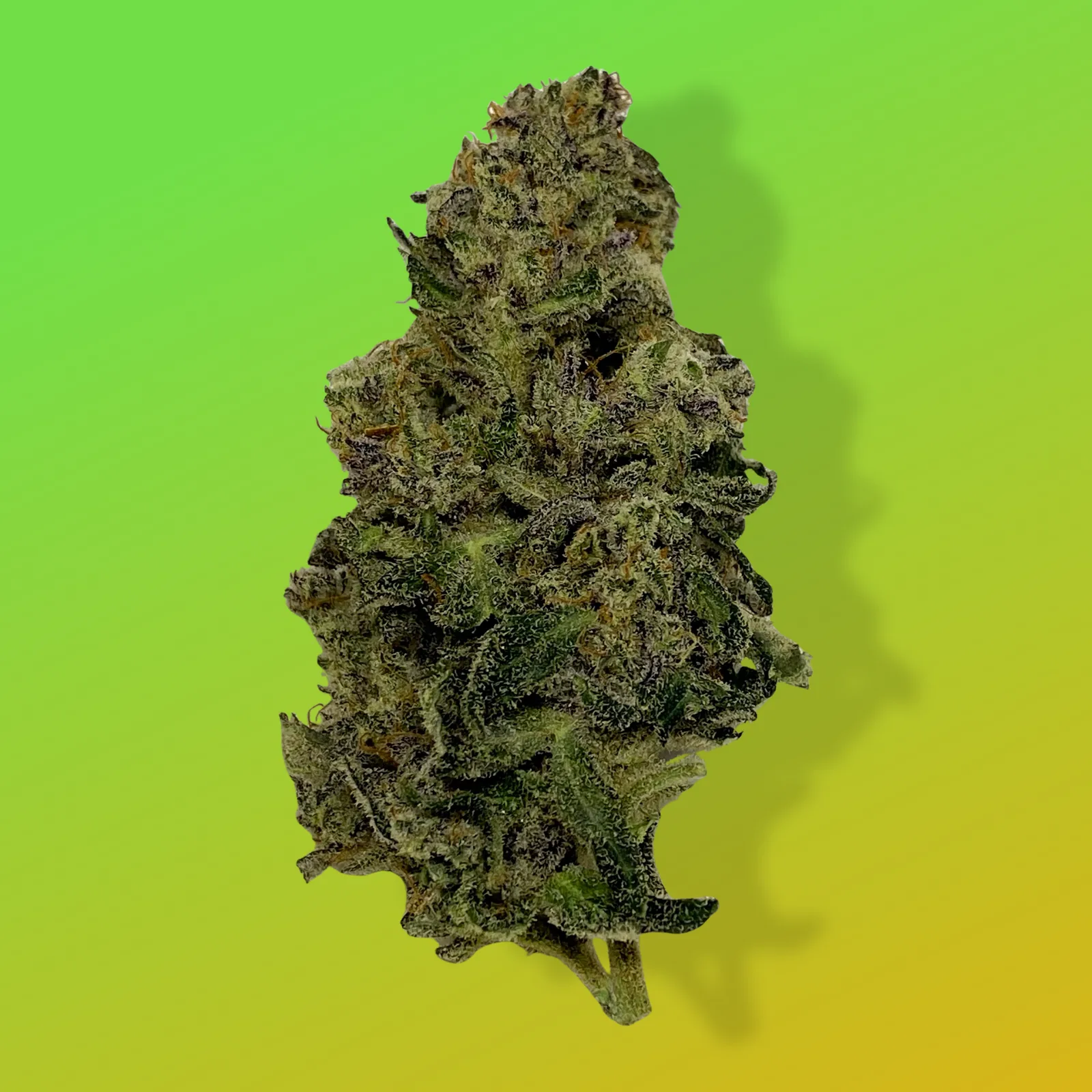 Baked in Bushwick Purple Lemon Haze – 18% THC, sativa-dominant hybrid with frosty purple buds