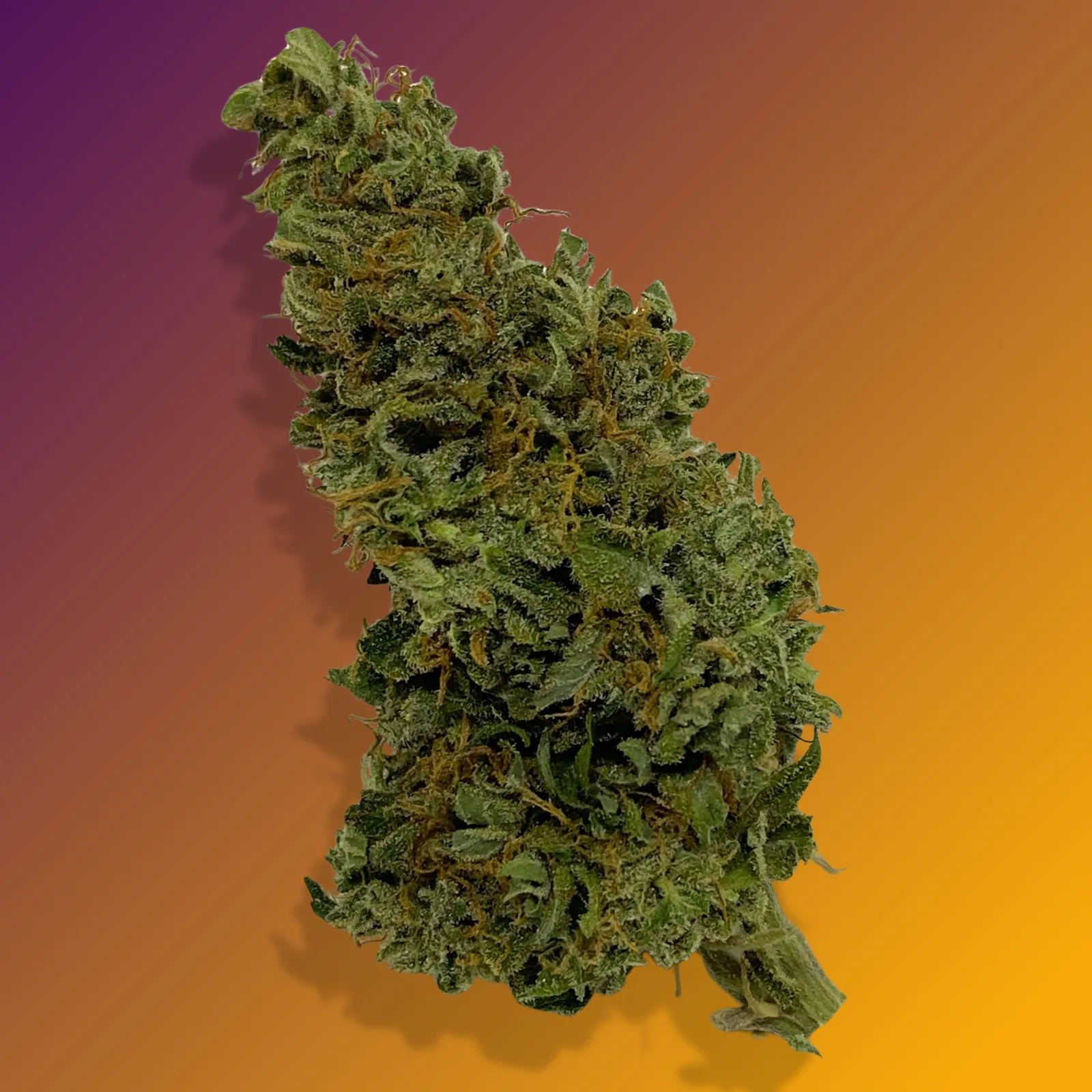 Baked in Bushwick Orange Sherbet Strain – 18-22% THC hybrid with sweet citrus aroma and frosty, dense buds.