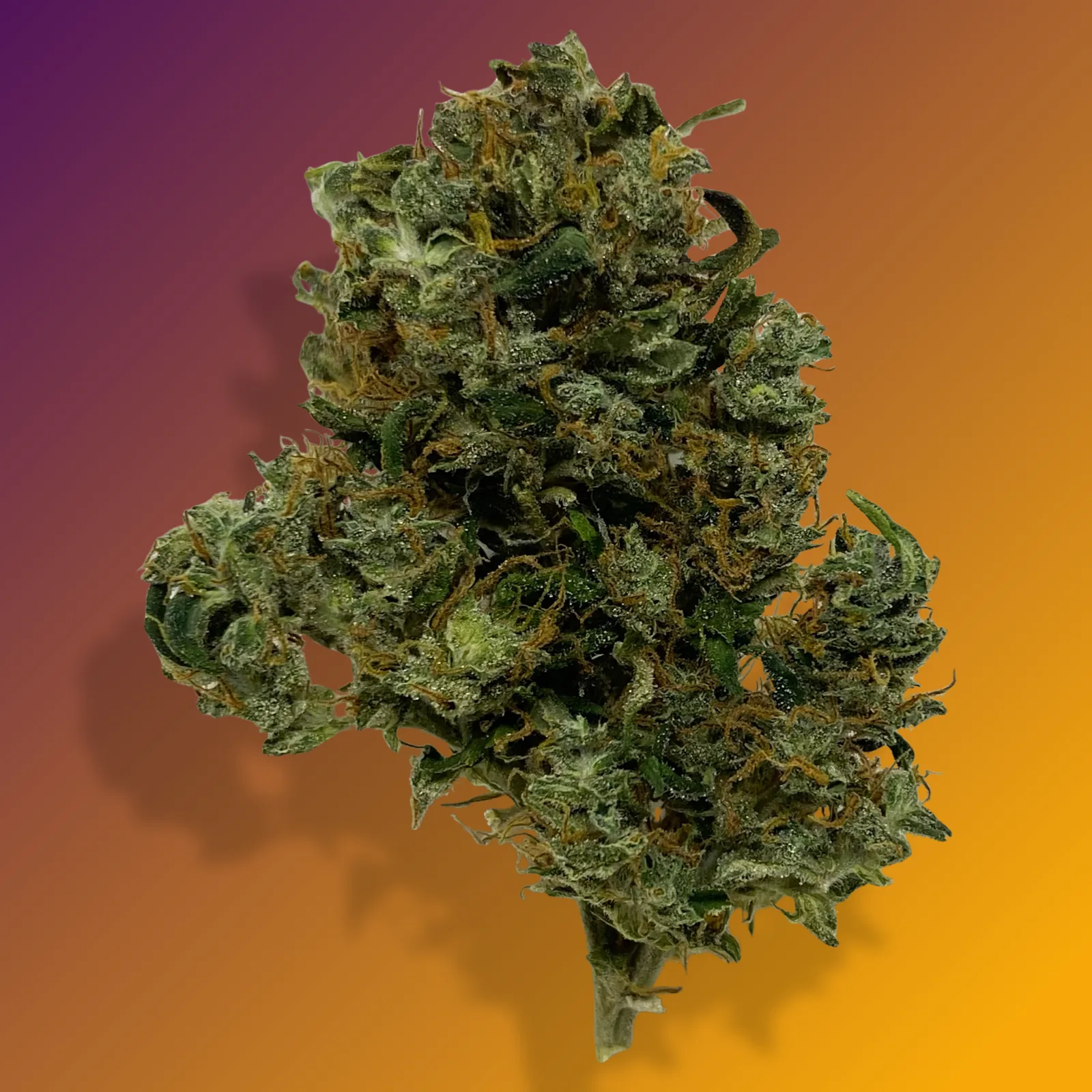 Baked in Bushwick Orange Sherbet Strain – 18-22% THC hybrid with sweet citrus aroma and frosty, dense buds.