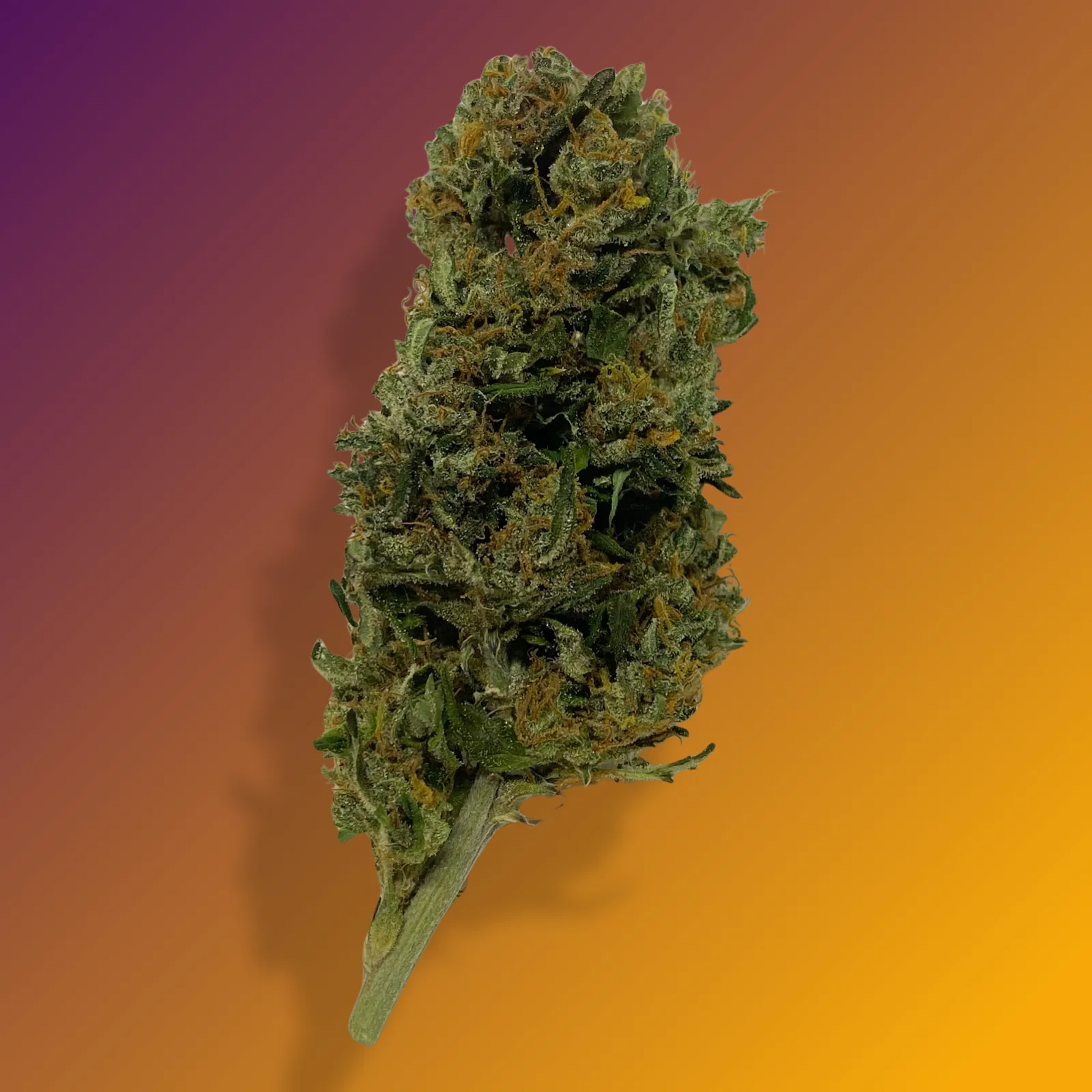 Baked in Bushwick Orange Sherbet Strain – 18-22% THC hybrid with sweet citrus aroma and frosty, dense buds.
