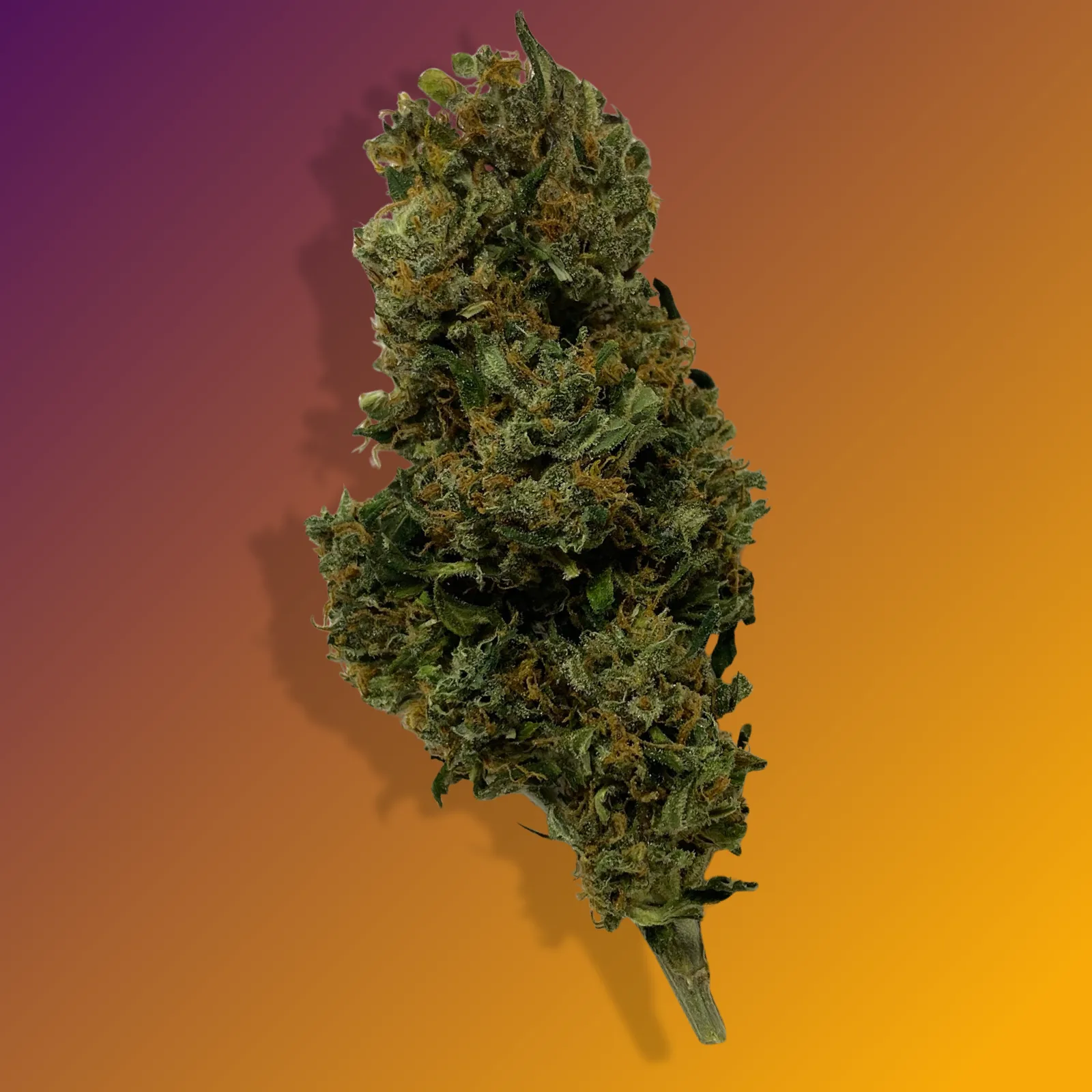 Baked in Bushwick Orange Sherbet Strain – 18-22% THC hybrid with sweet citrus aroma and frosty, dense buds.