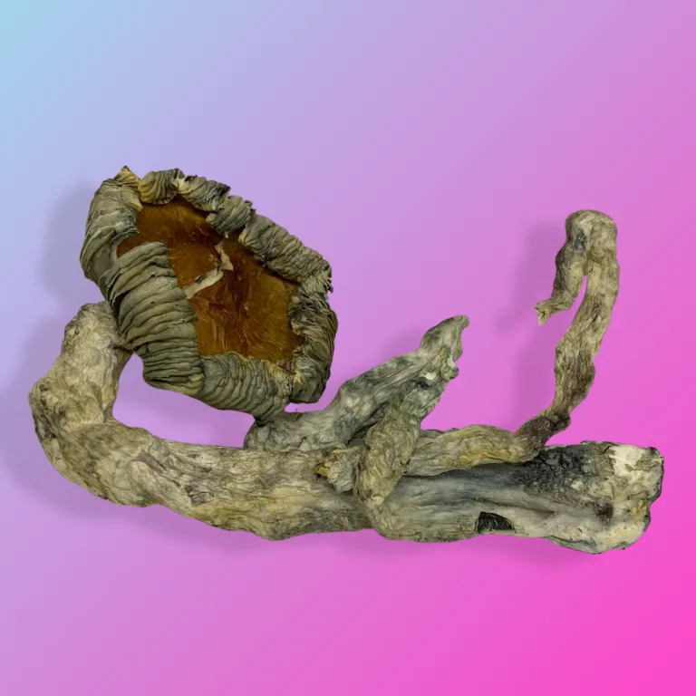 Baked in Bushwick Pink Buffalo Psilocybin Mushrooms – Potent hybrid strain with euphoric effects and distinctive appearance.
