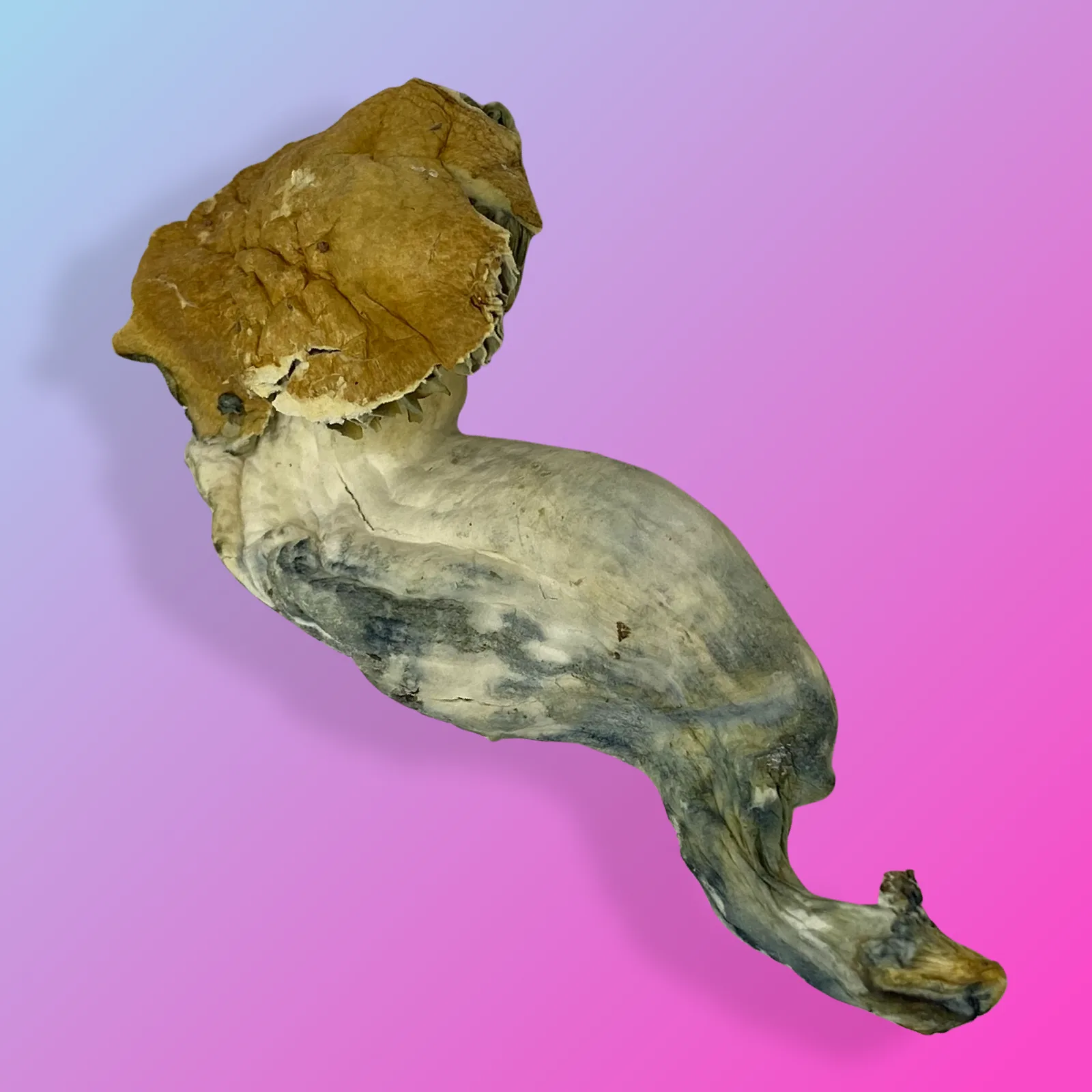 Baked in Bushwick Pink Buffalo Psilocybin Mushrooms – Potent hybrid strain with euphoric effects and distinctive appearance.