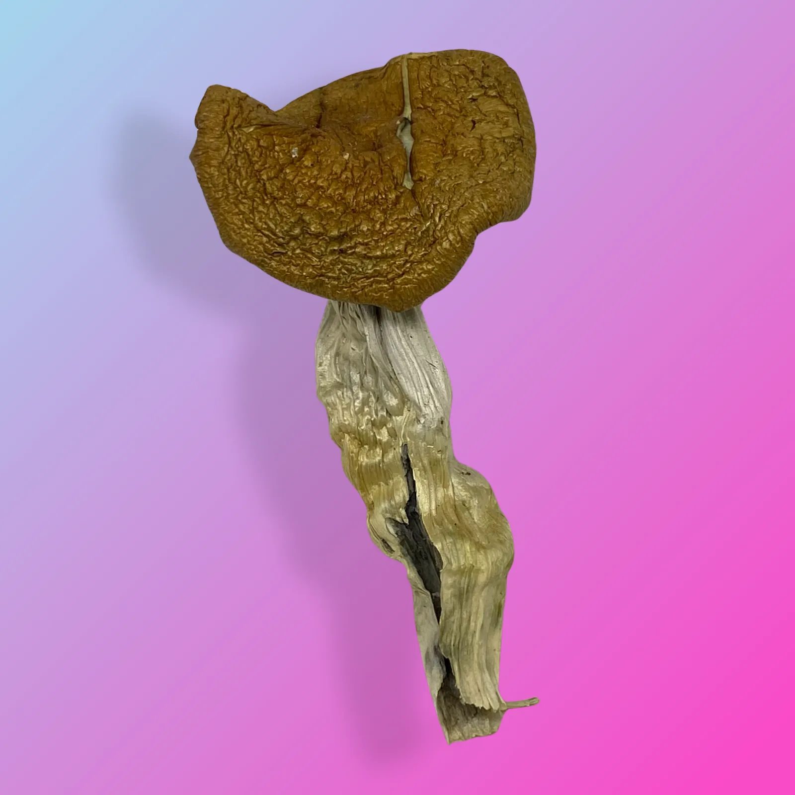Baked in Bushwick Pink Buffalo Psilocybin Mushrooms – Potent hybrid strain with euphoric effects and distinctive appearance.