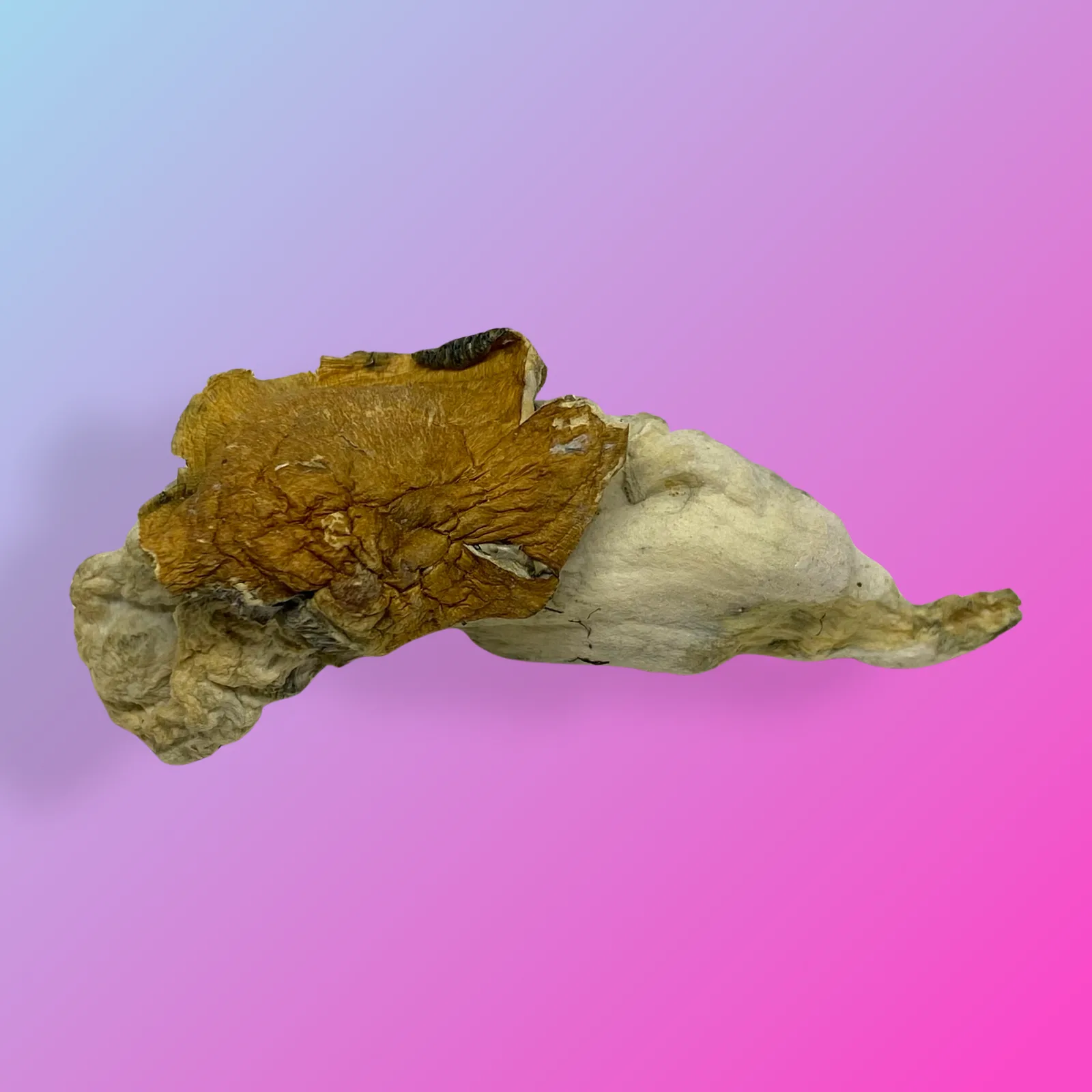 Baked in Bushwick Pink Buffalo Psilocybin Mushrooms – Potent hybrid strain with euphoric effects and distinctive appearance.