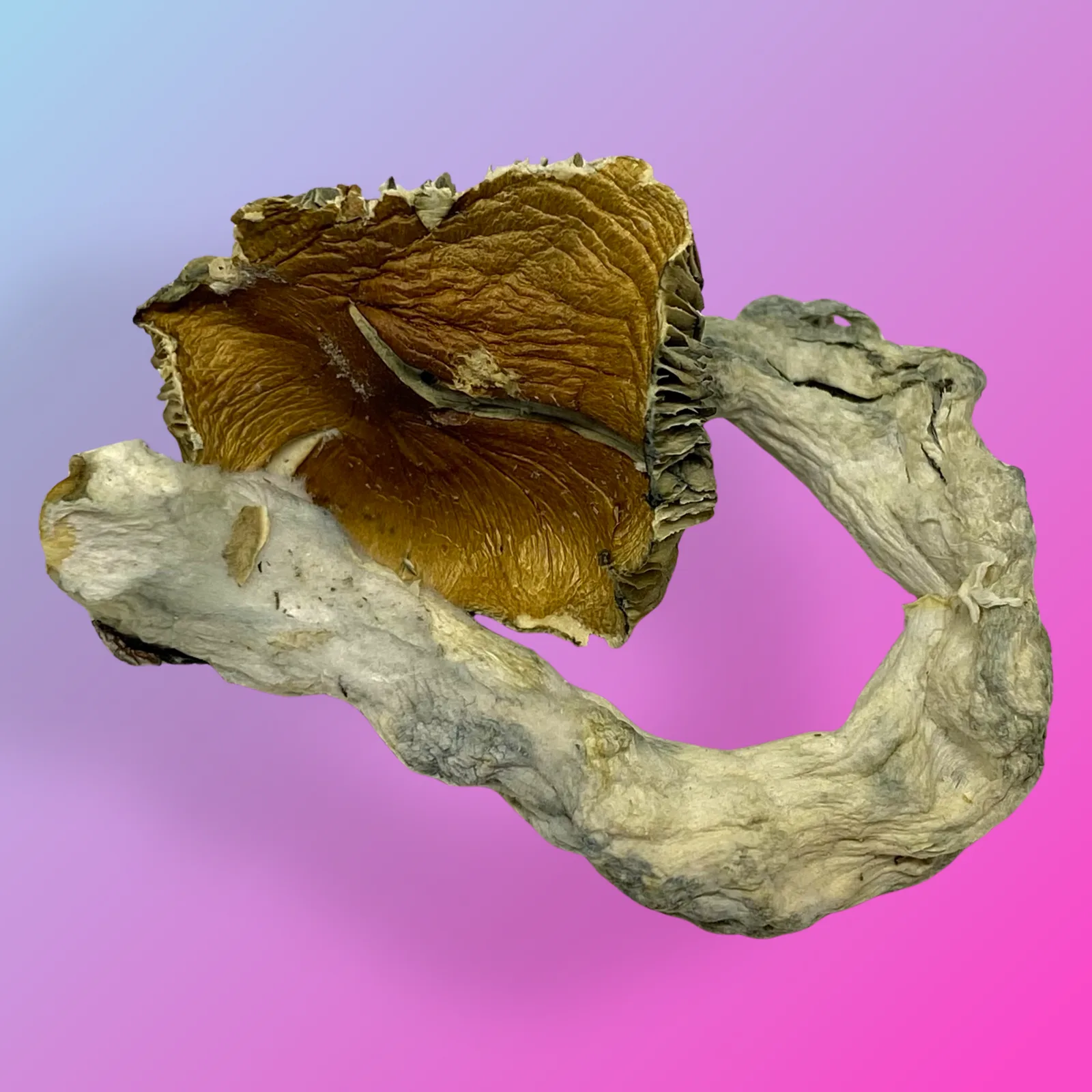 Baked in Bushwick Pink Buffalo Psilocybin Mushrooms – Potent hybrid strain with euphoric effects and distinctive appearance.