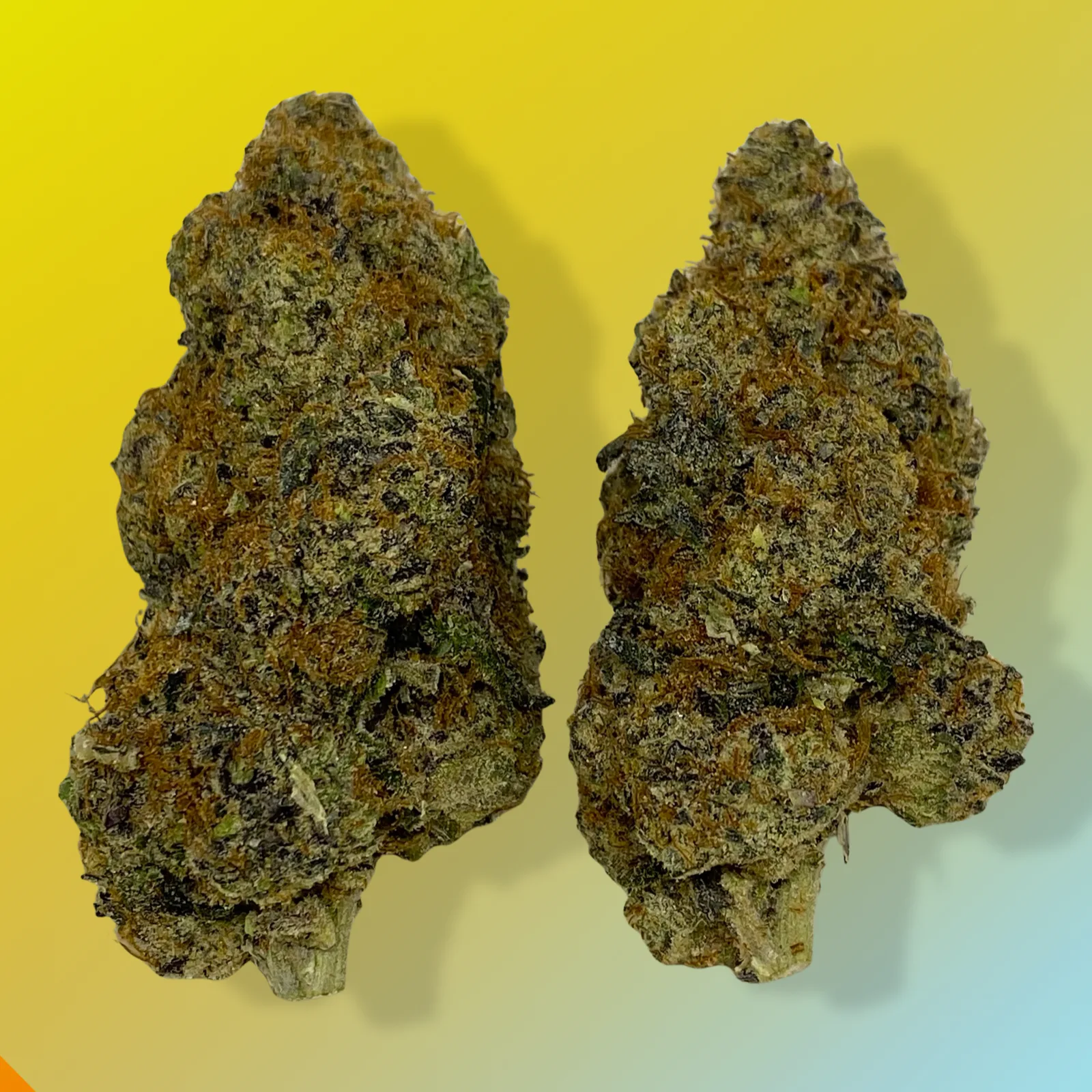 Cadillac Rainbow cannabis buds – dark olive green with purple undertones and frosty trichomes.