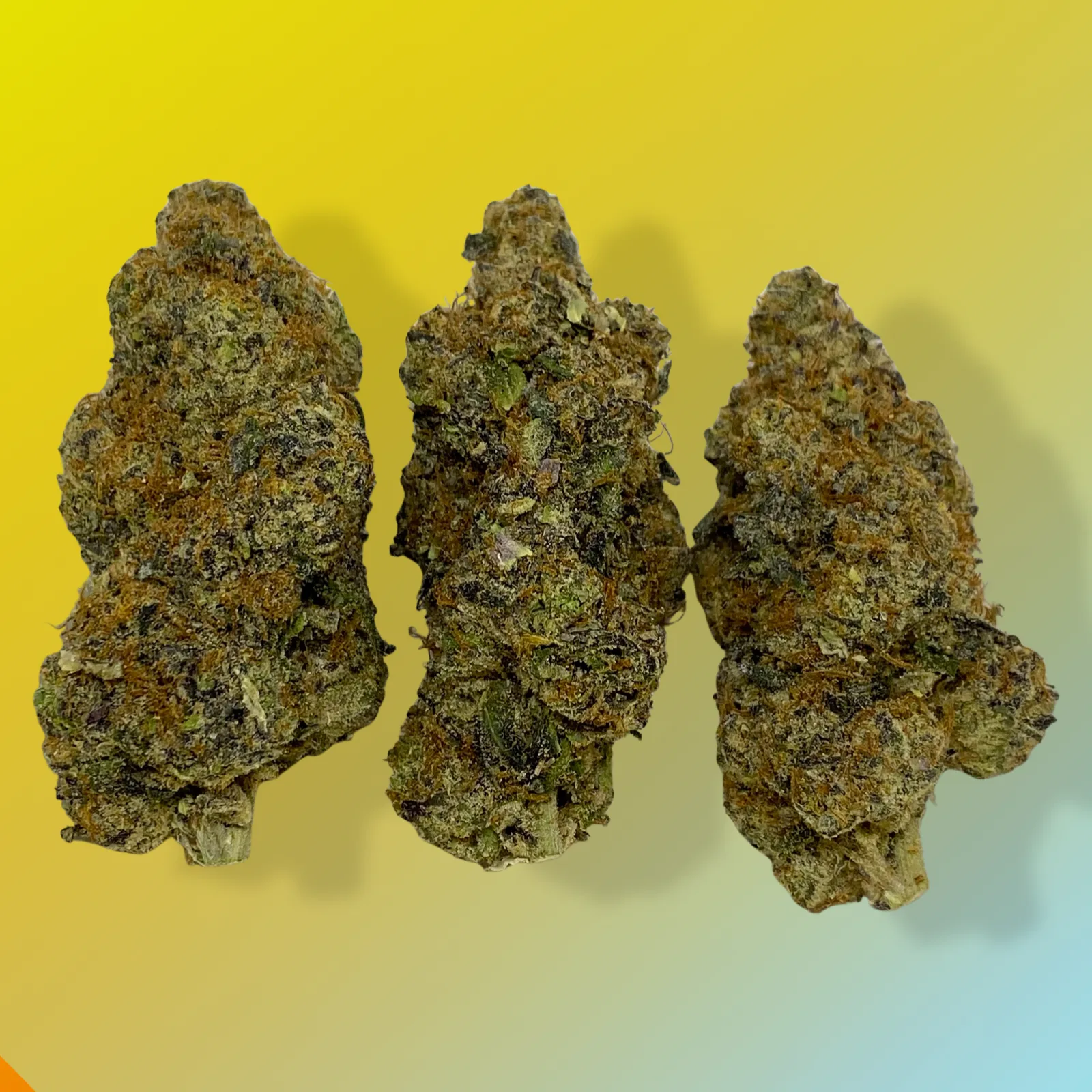 Cadillac Rainbow cannabis buds – dark olive green with purple undertones and frosty trichomes.