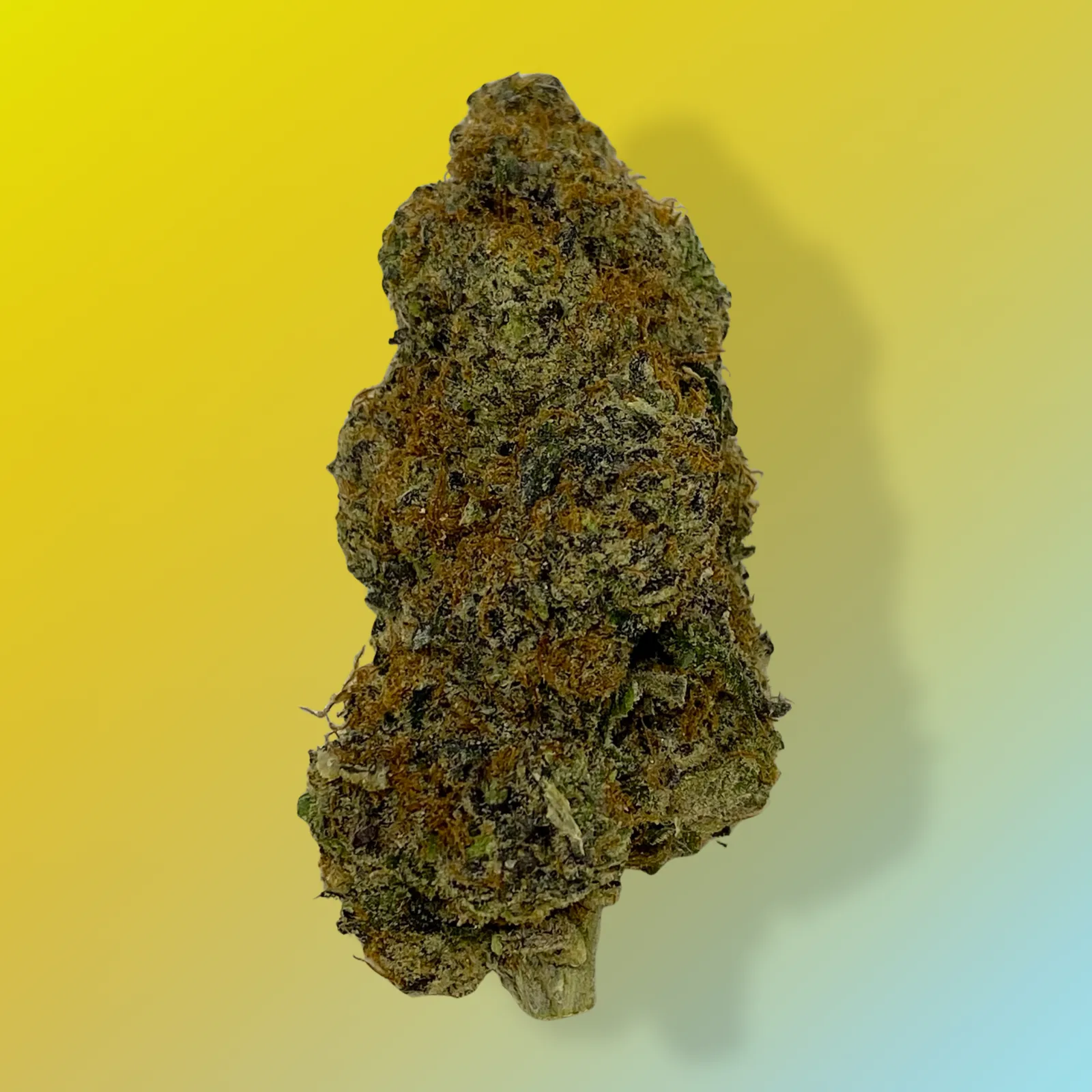 Cadillac Rainbow cannabis buds – dark olive green with purple undertones and frosty trichomes