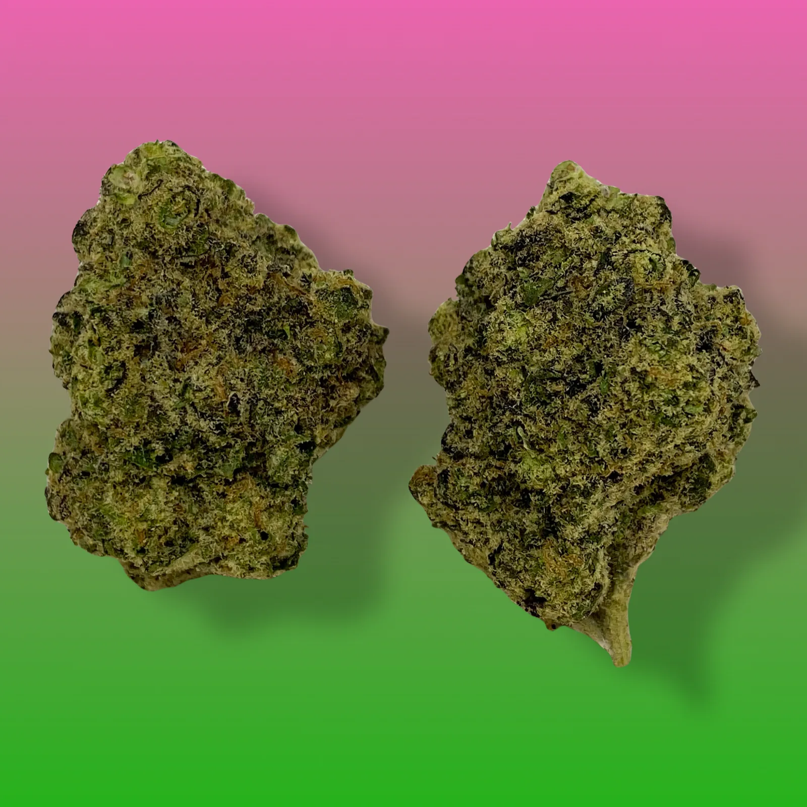 Green Apple Gas cannabis buds – Balanced hybrid with green apple flavor and gassy aroma.