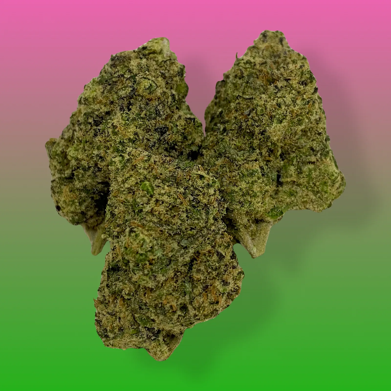 Green Apple Gas cannabis buds – Balanced hybrid with green apple flavor and gassy aroma.