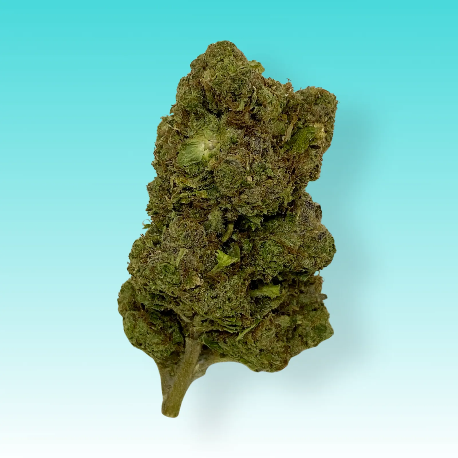 Tokyo Snow cannabis buds – Balanced hybrid with sweet grape flavor and uplifting effects.