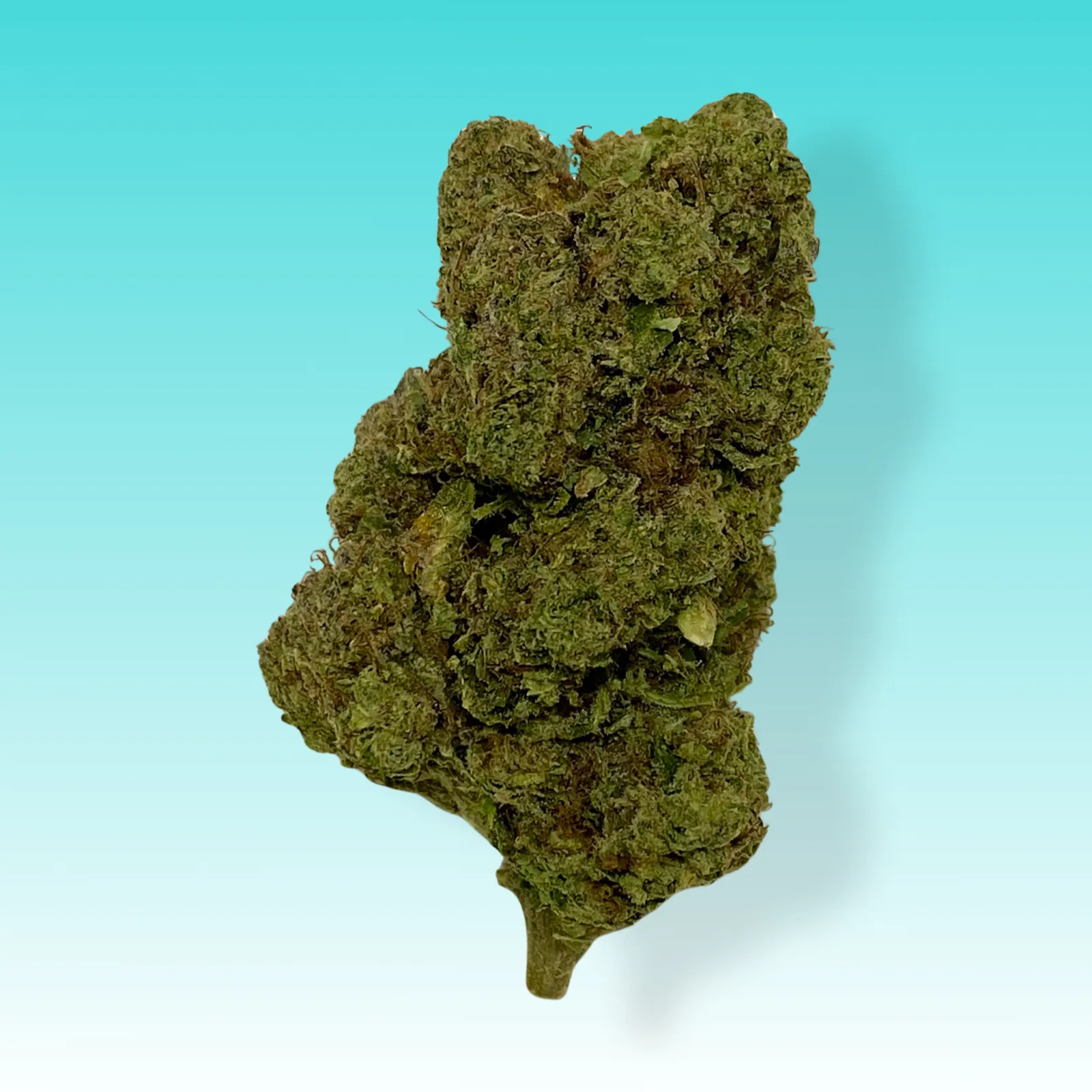 Tokyo Snow cannabis buds – Balanced hybrid with sweet grape flavor and uplifting effects.