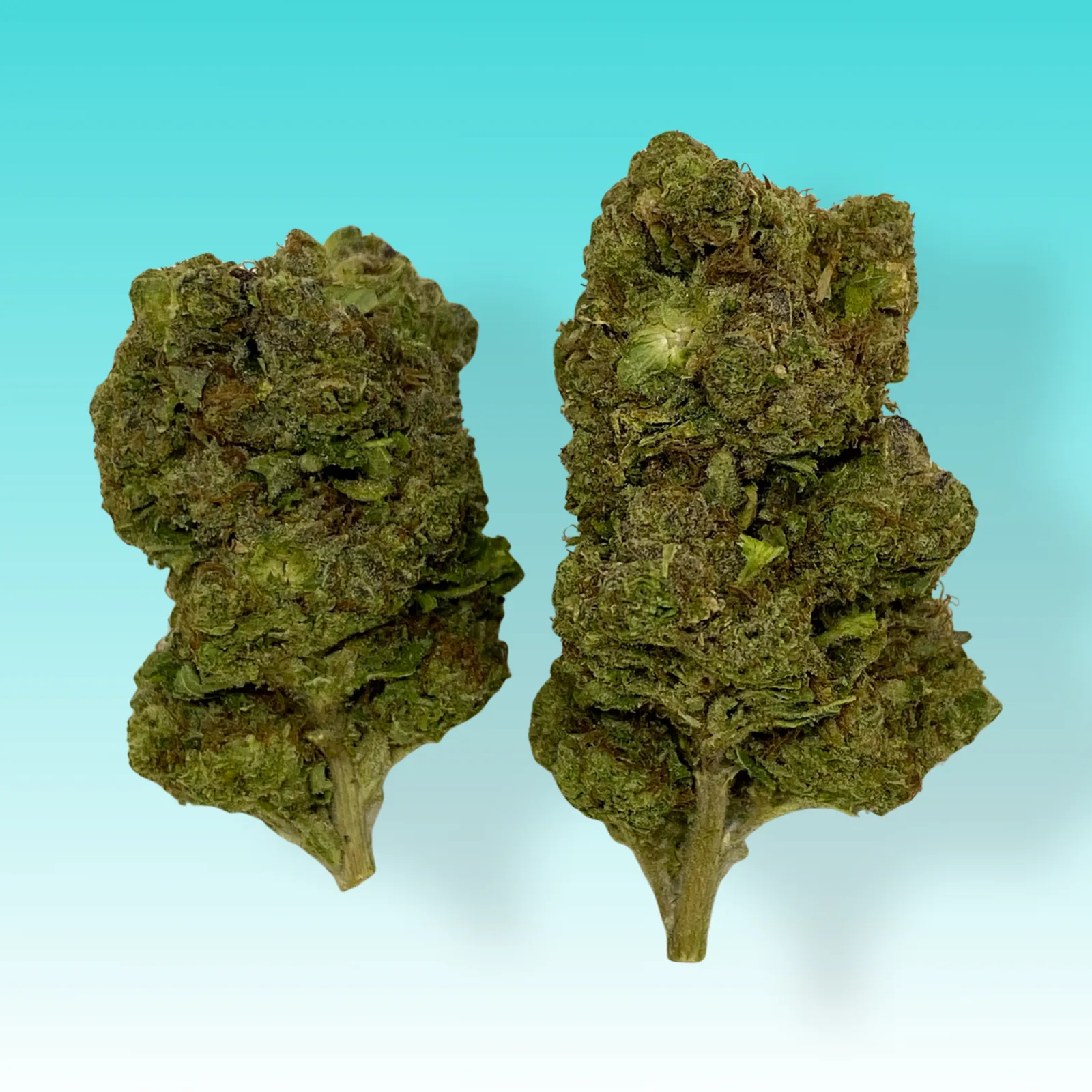 Tokyo Snow cannabis buds – Balanced hybrid with sweet grape flavor and uplifting effects.