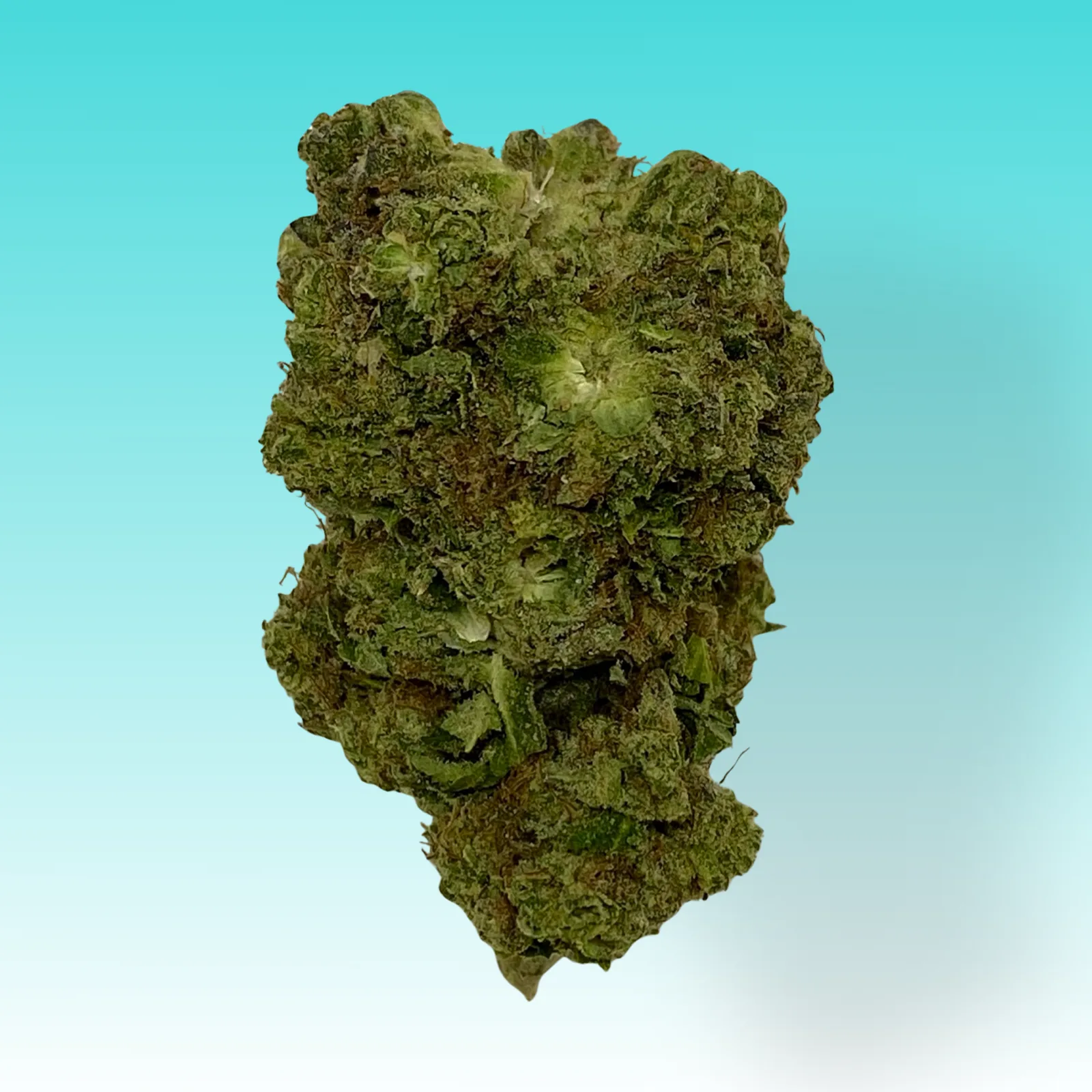Tokyo Snow cannabis buds – Balanced hybrid with sweet grape flavor and uplifting effects.