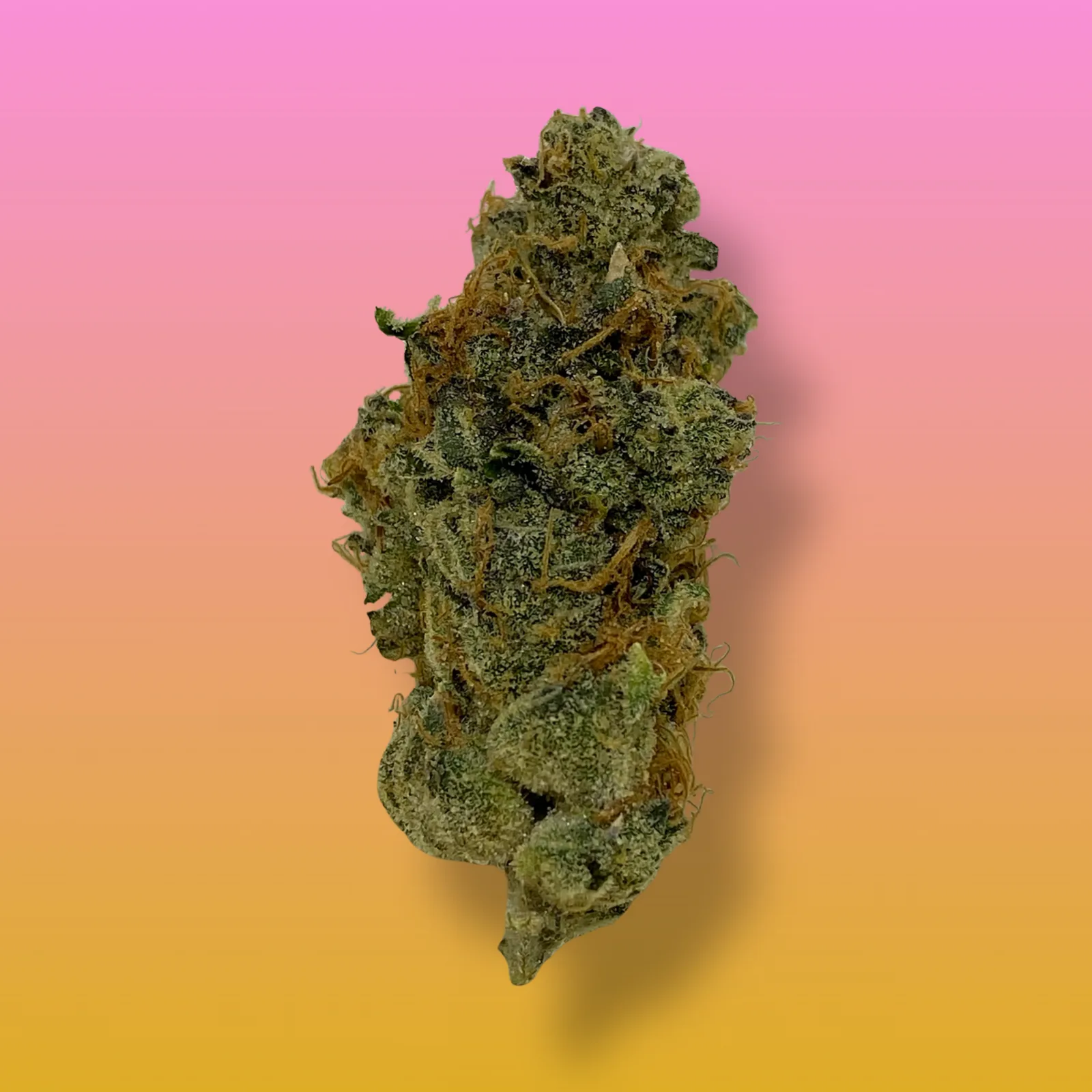 GMO Cookies cannabis buds with frosty trichomes and a pungent diesel aroma, known for its relaxing and euphoric effects.
