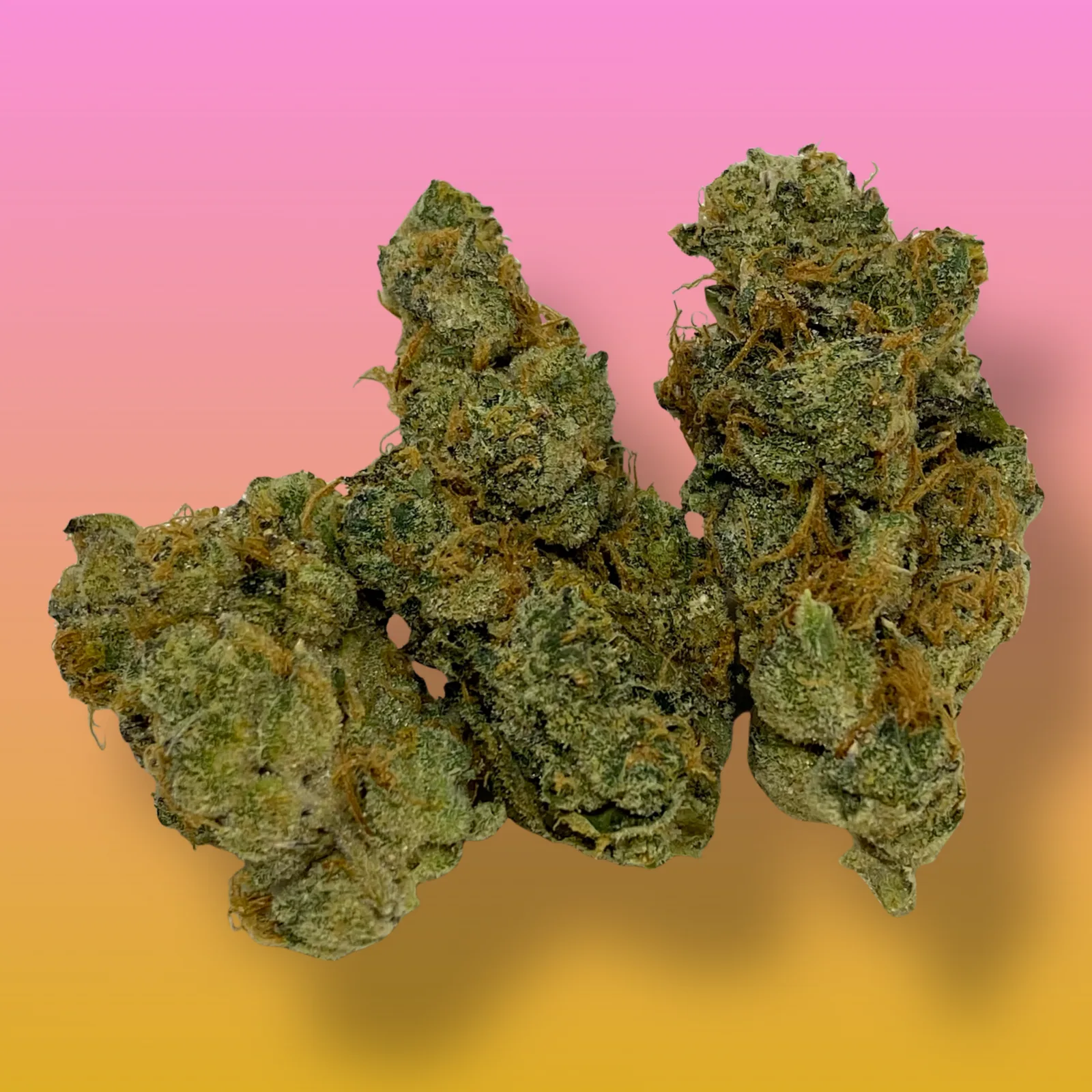 GMO Cookies cannabis buds with frosty trichomes and a pungent diesel aroma, known for its relaxing and euphoric effects.