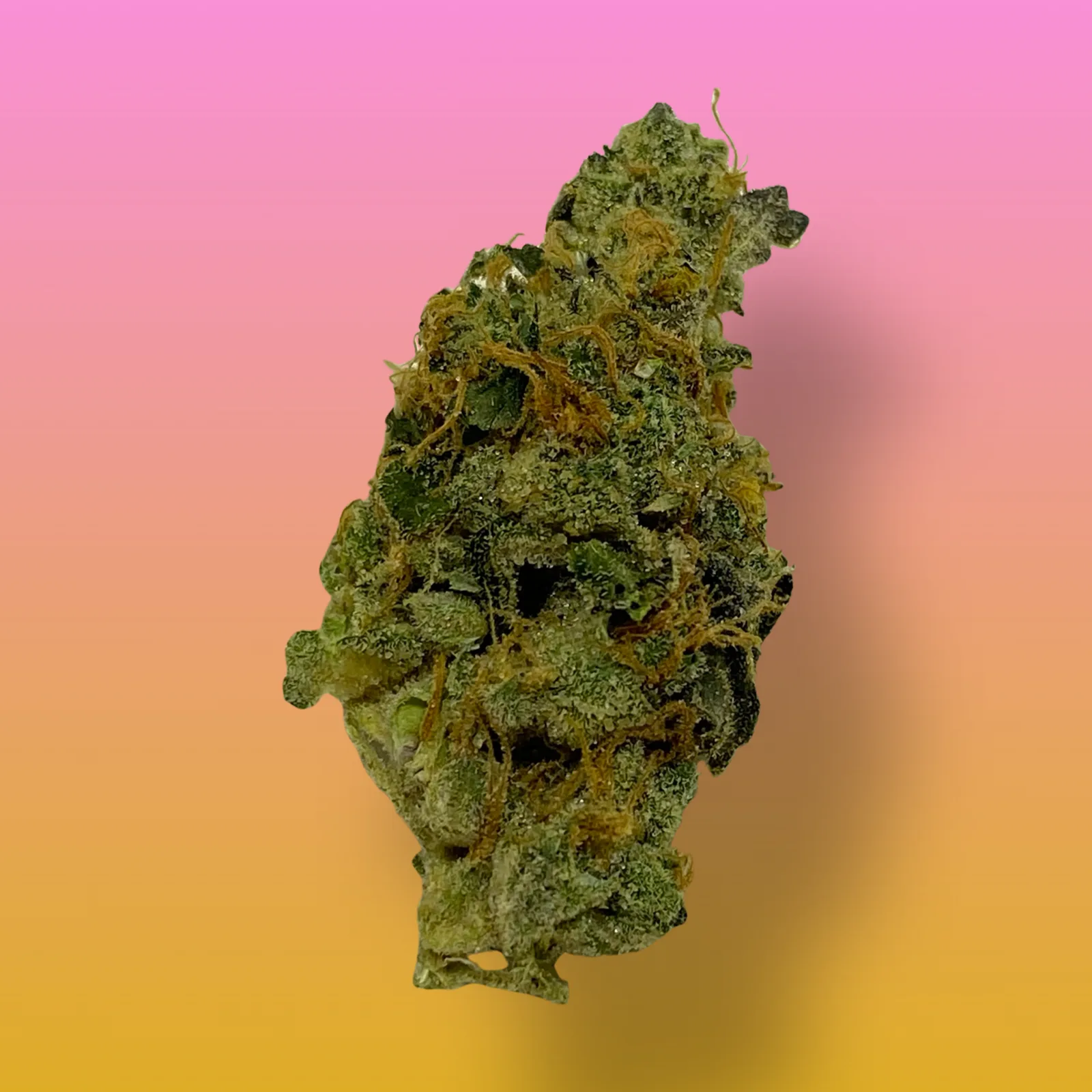GMO Cookies cannabis buds with frosty trichomes and a pungent diesel aroma, known for its relaxing and euphoric effects.