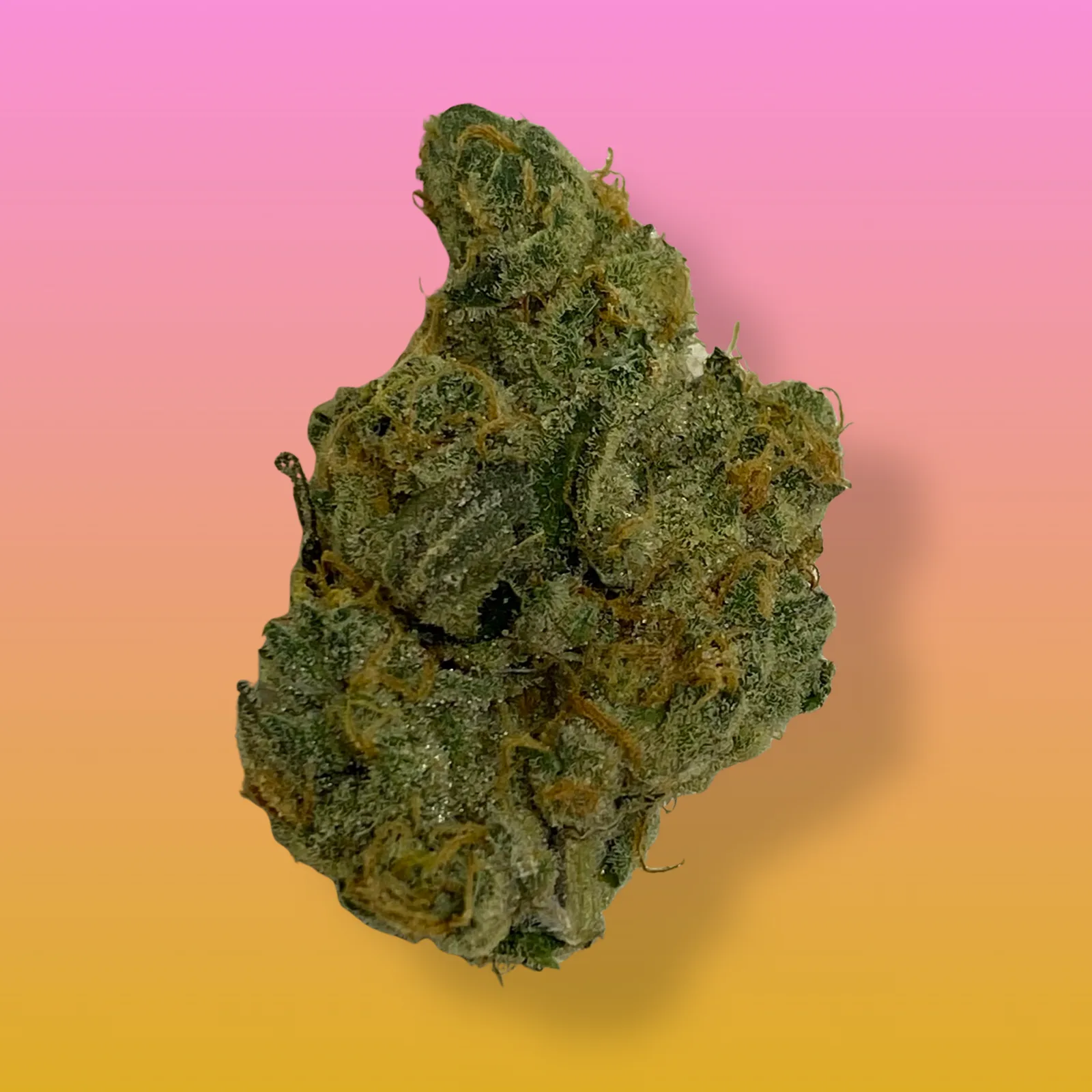 GMO Cookies cannabis buds with frosty trichomes and a pungent diesel aroma, known for its relaxing and euphoric effects.