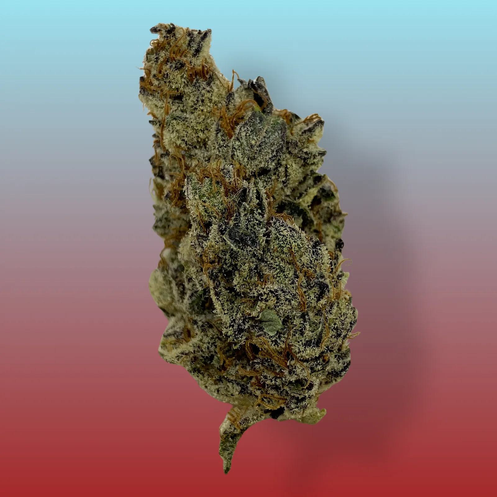 Close-up of Gorilla Breath cannabis buds with dense trichomes and orange pistils