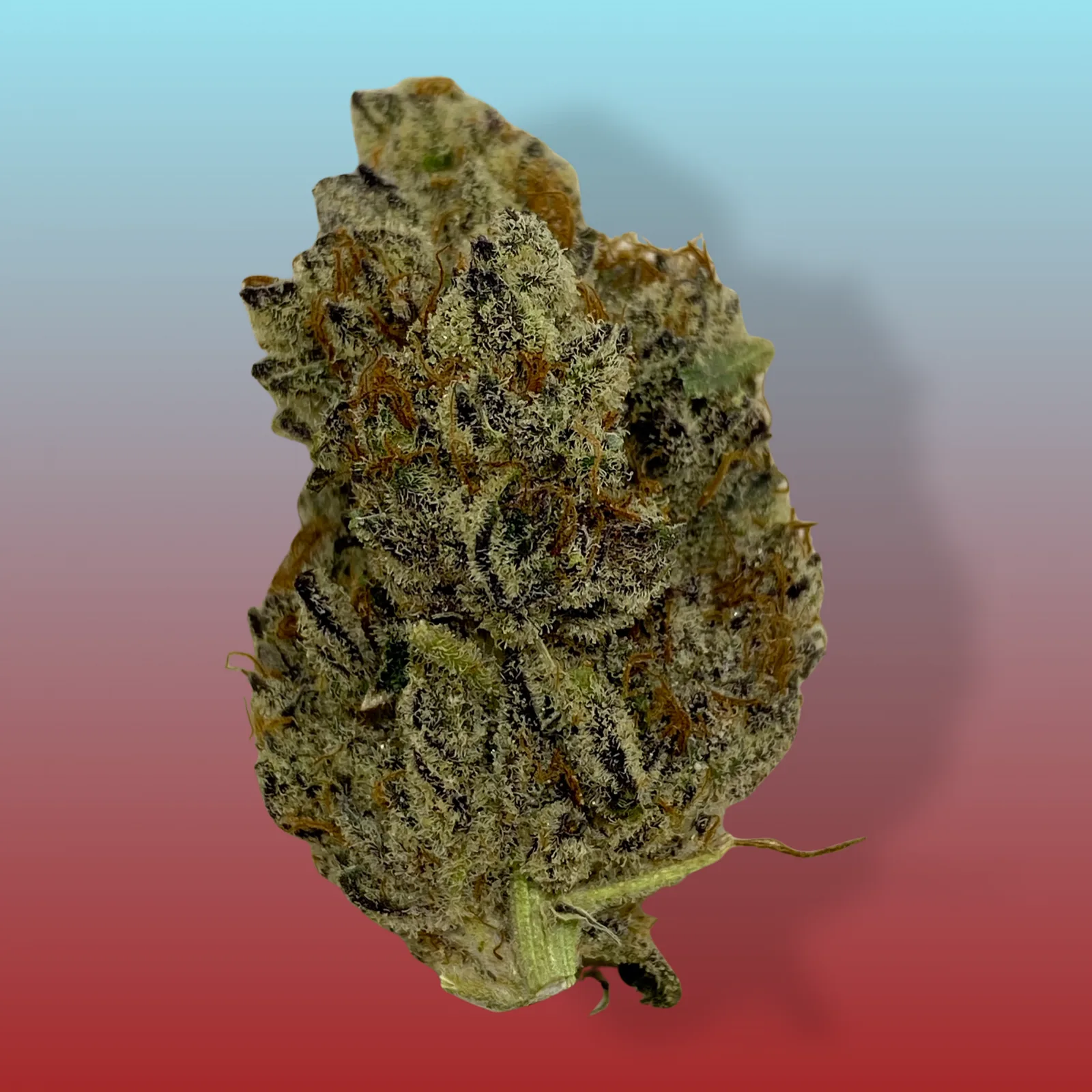 Close-up of Gorilla Breath cannabis buds with dense trichomes and orange pistils