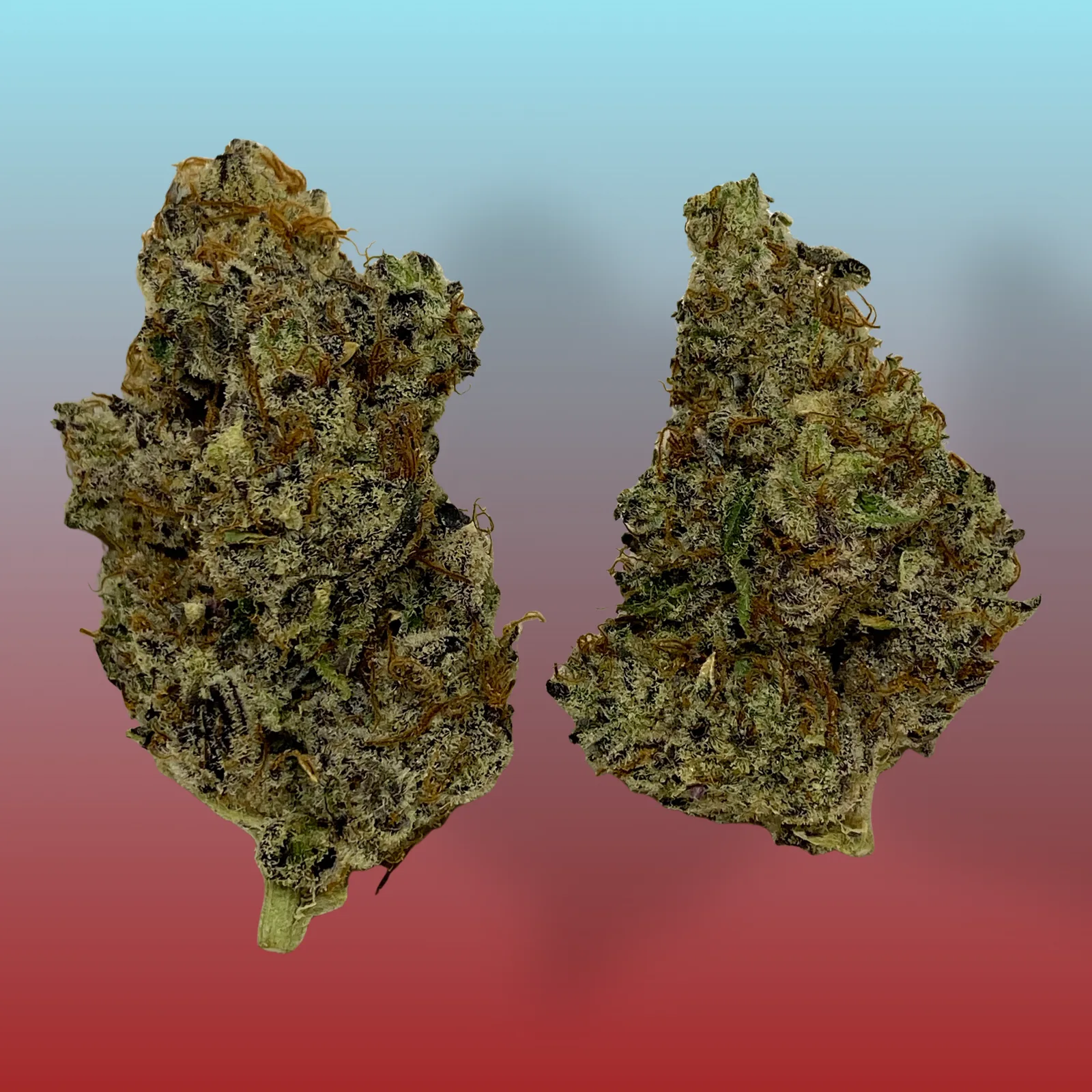 Close-up of Gorilla Breath cannabis buds with dense trichomes and orange pistils