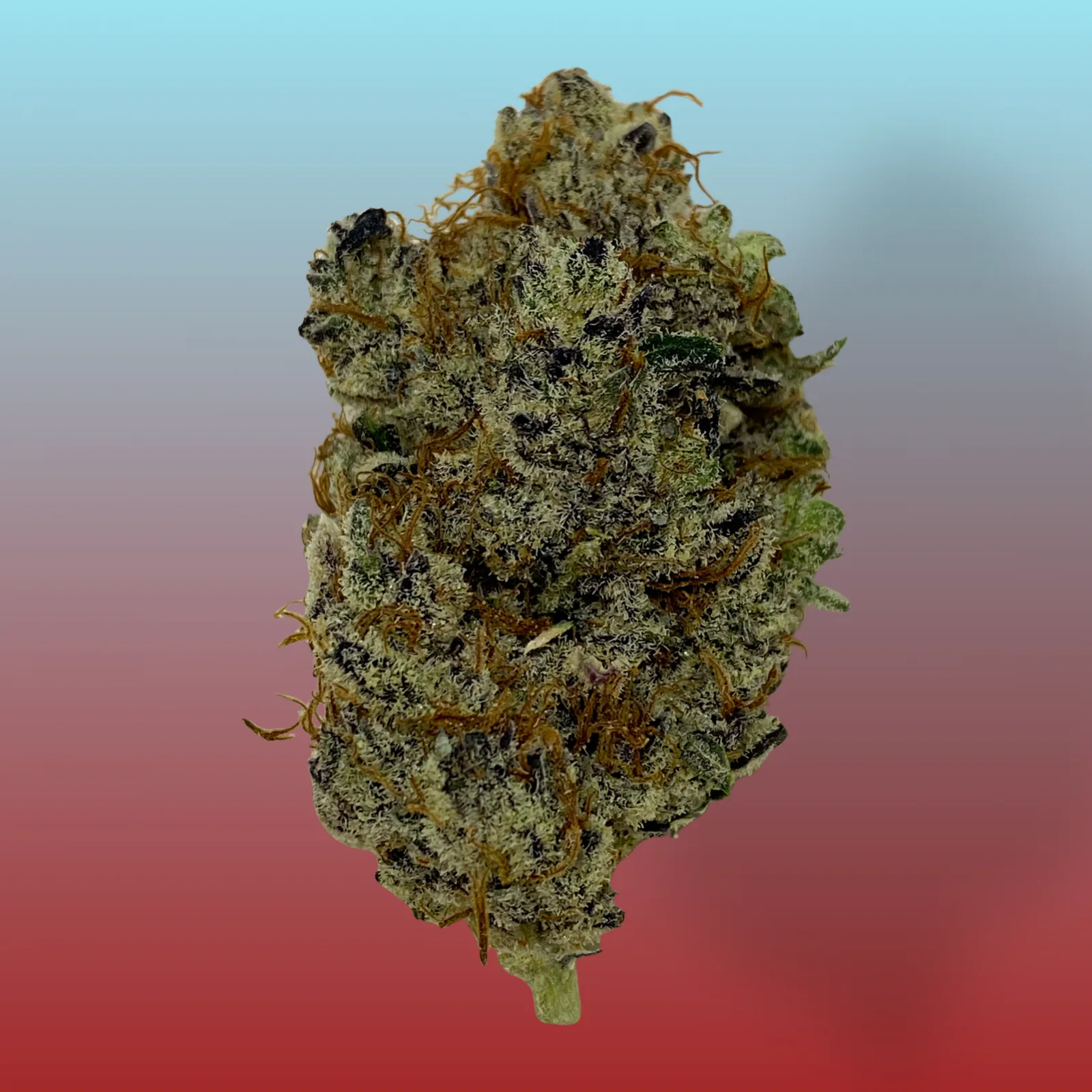 Close-up of Gorilla Breath cannabis buds with dense trichomes and orange pistils