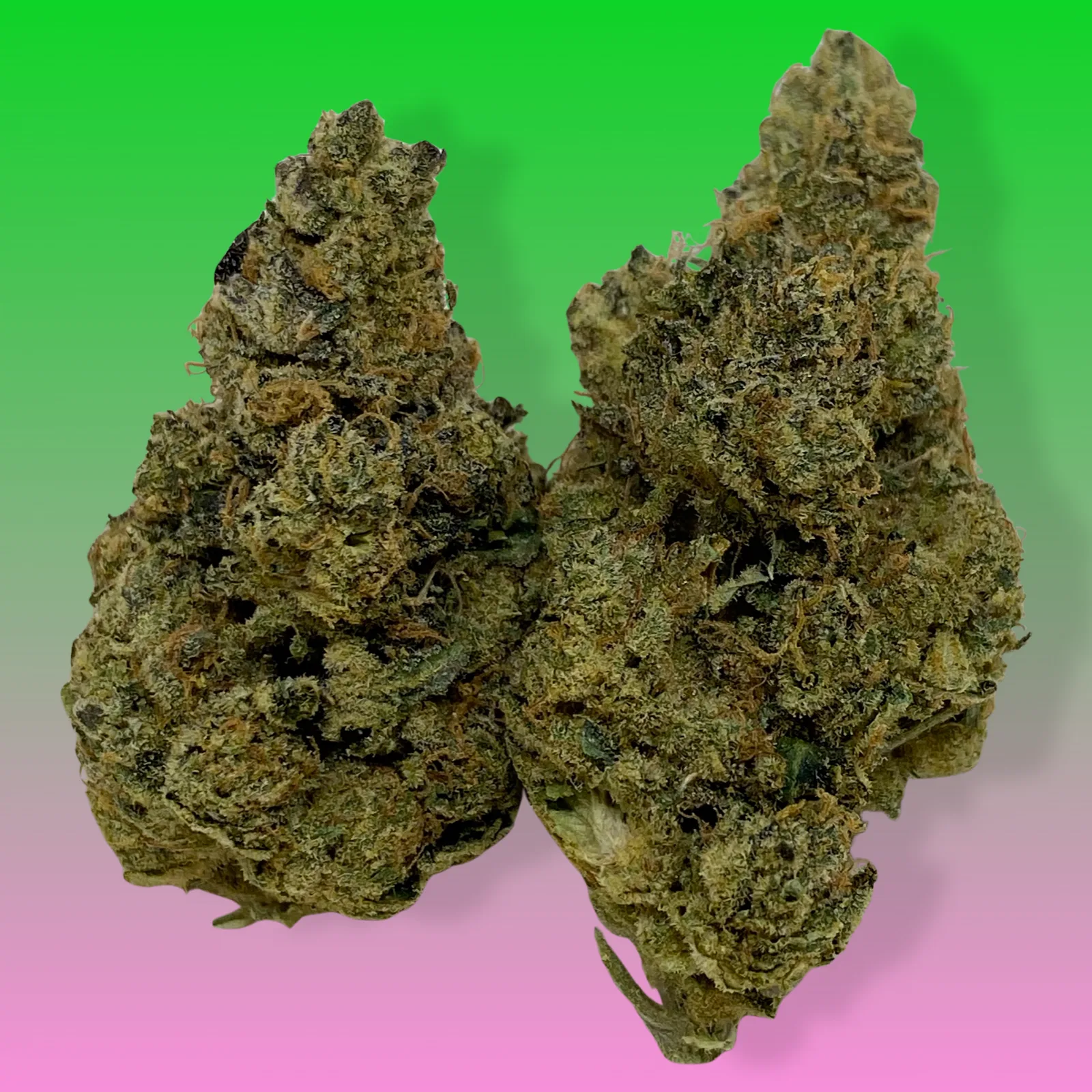 Close-up of OG Chem cannabis strain buds with frosty trichomes and orange hairs, hybrid marijuana