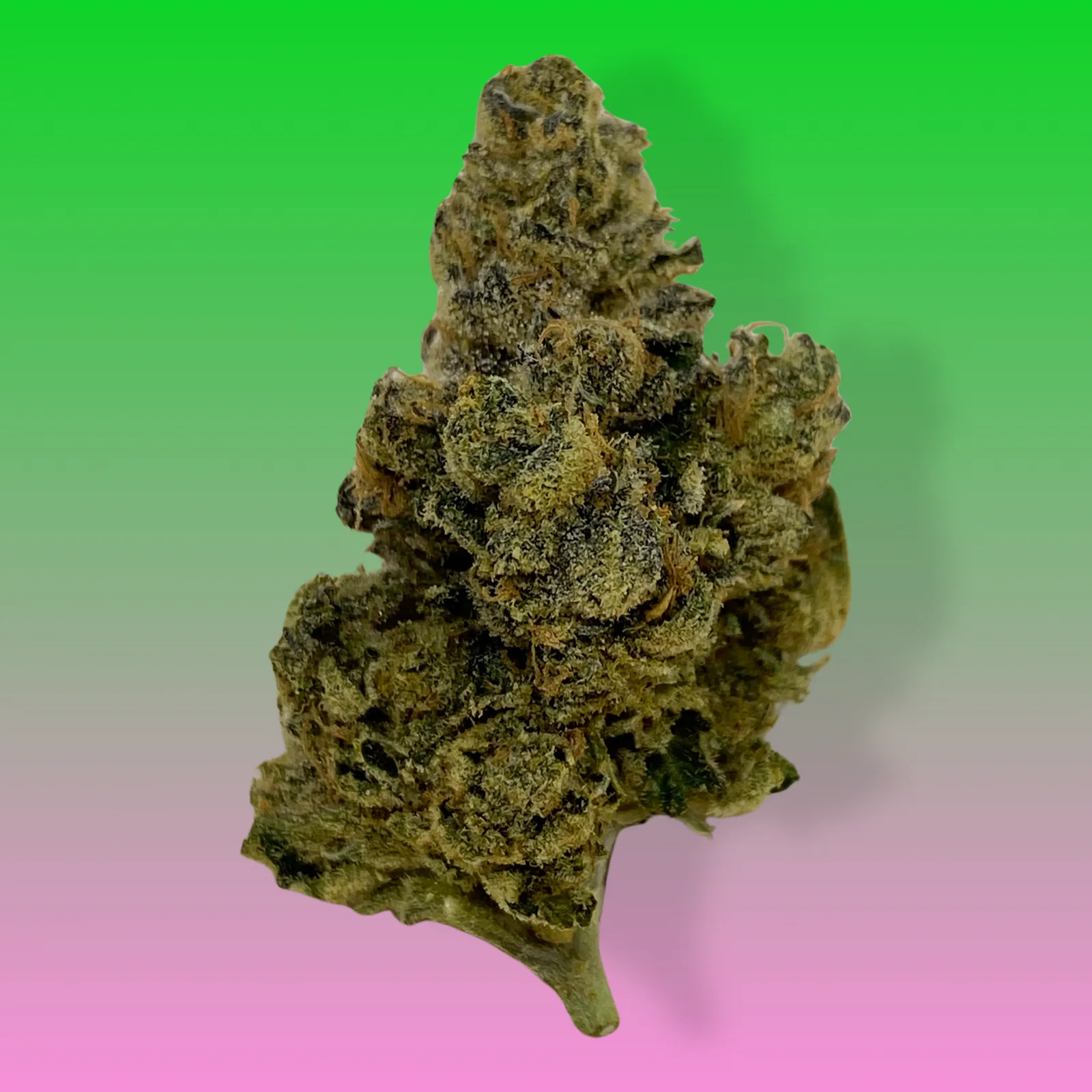 Close-up of OG Chem cannabis strain buds with frosty trichomes and orange hairs, hybrid marijuana