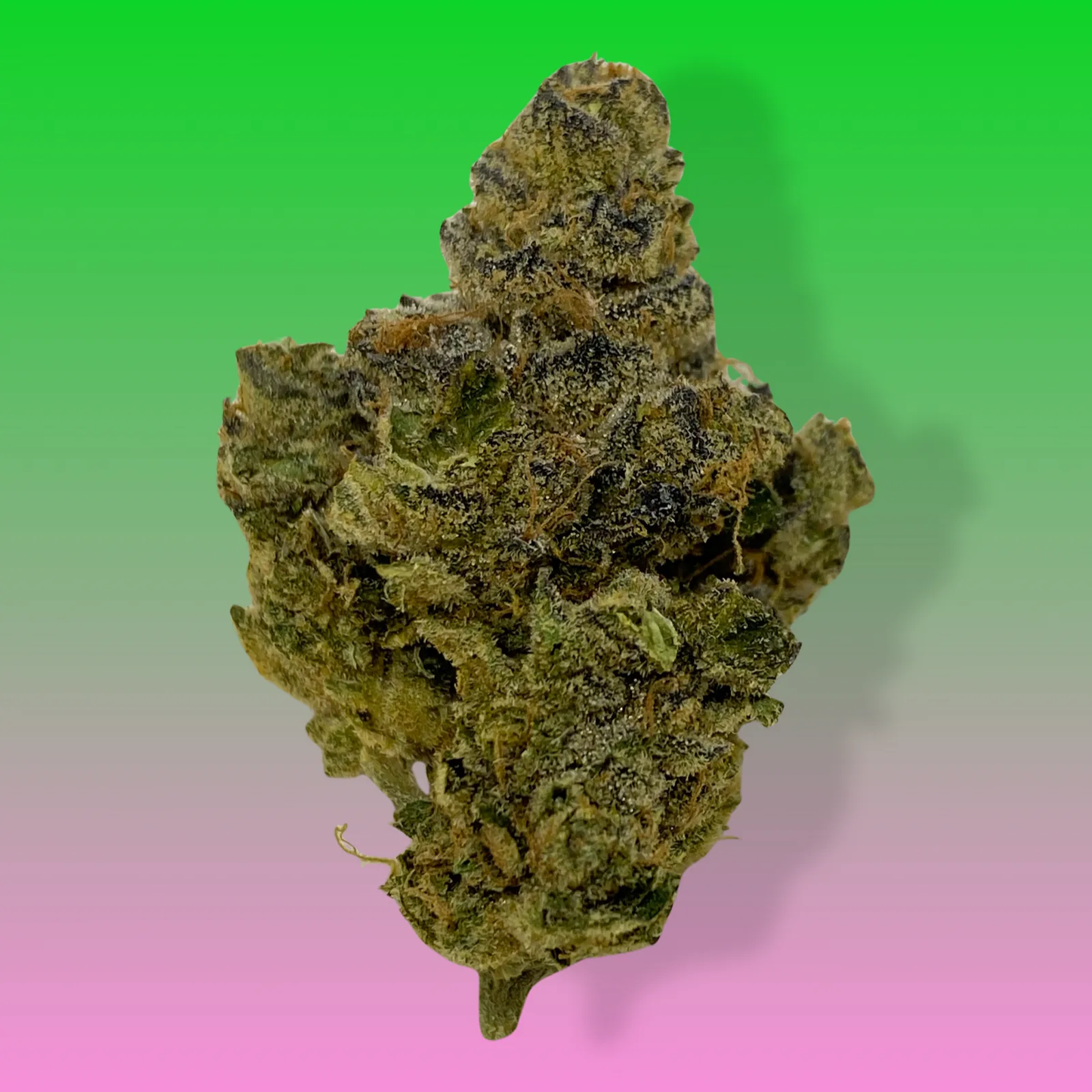 Close-up of OG Chem cannabis strain buds with frosty trichomes and orange hairs, hybrid marijuana