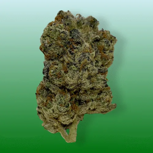 Close-up of Blizzard Bush cannabis buds with frosty trichomes and vibrant green hues