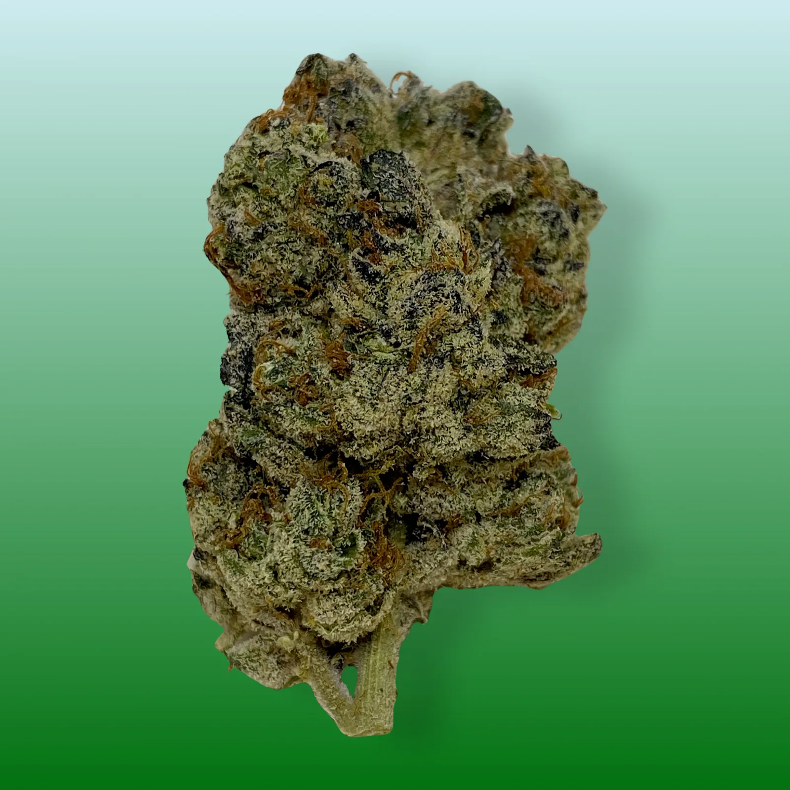 Close-up of Blizzard Bush cannabis buds with frosty trichomes and vibrant green hues