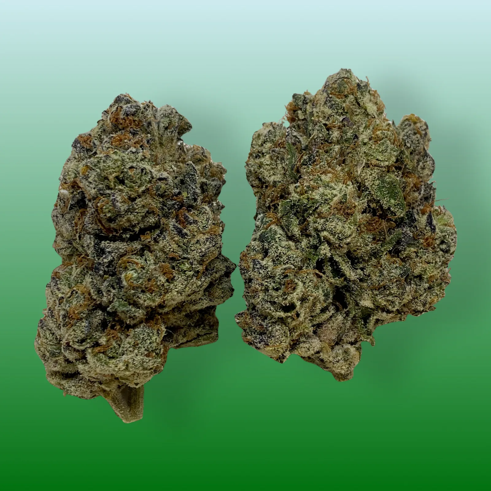 Close-up of Blizzard Bush cannabis buds with frosty trichomes and vibrant green hues