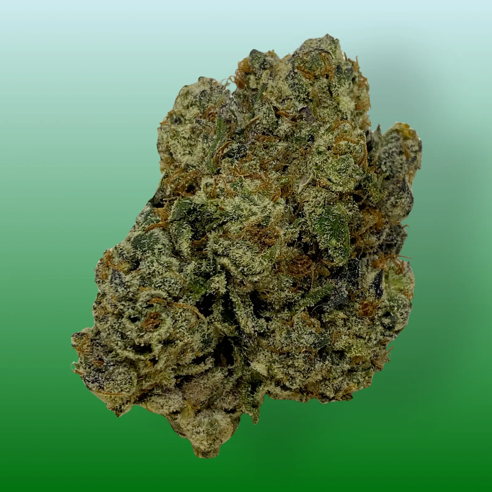 Close-up of Blizzard Bush cannabis buds with frosty trichomes and vibrant green hues