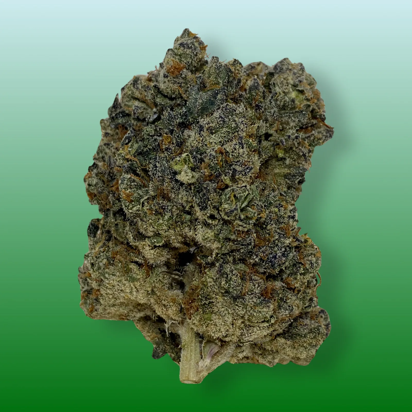 Close-up of Blizzard Bush cannabis buds with frosty trichomes and vibrant green hues