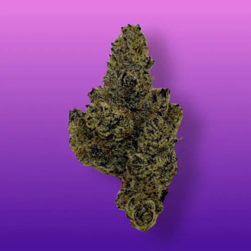 Close-up of Purple Rain cannabis buds with deep purple hues, frosty trichomes, and bright orange pistils