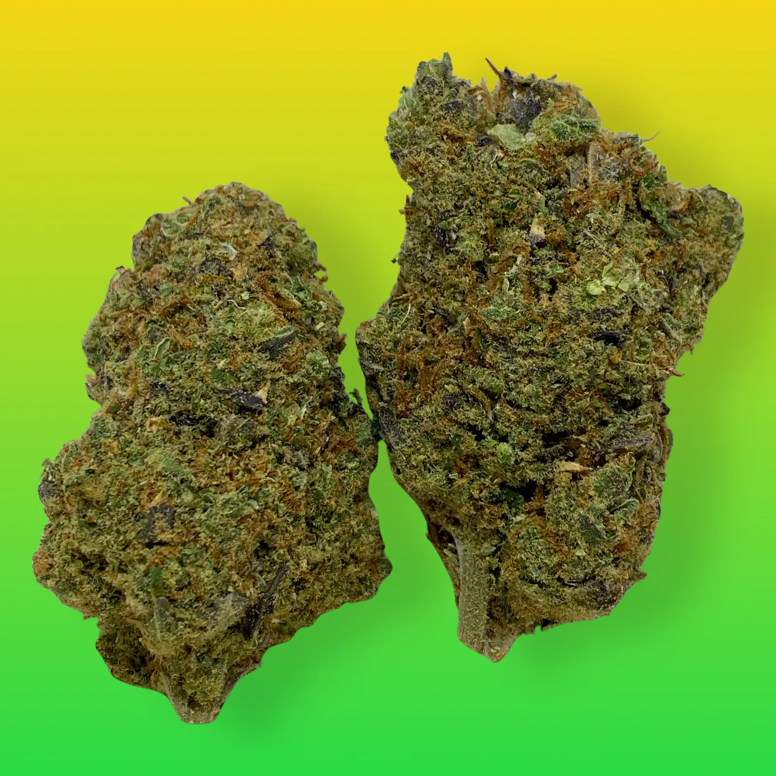 Close-up of Franco’s Lemon Cheese cannabis buds with vibrant green hues, orange hairs, and frosty trichomes