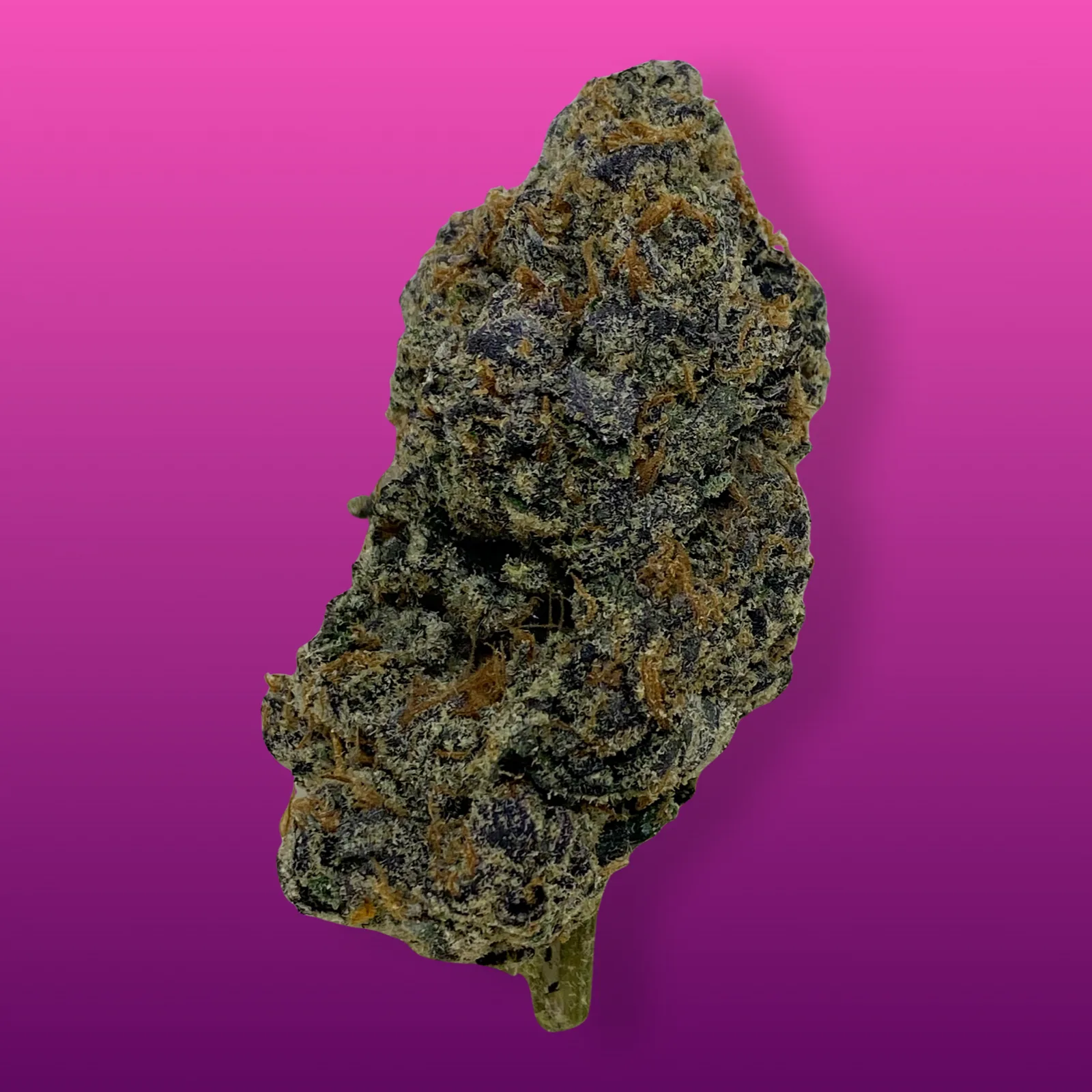 Macro photo of Pink Cookies cannabis buds with rich purple hues, frosty trichomes, and fiery orange pistils