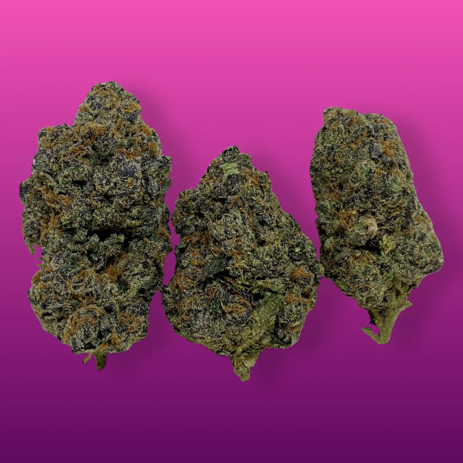 Macro photo of Pink Cookies cannabis buds with rich purple hues, frosty trichomes, and fiery orange pistils