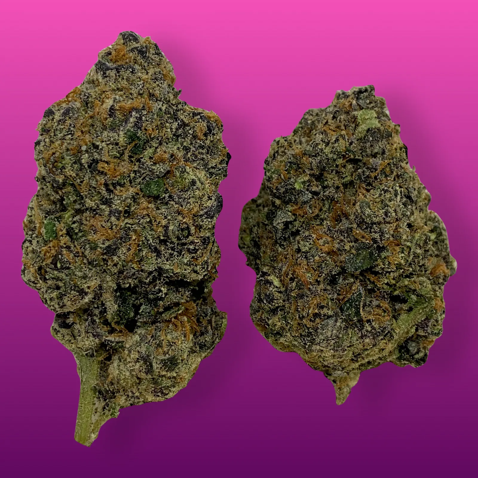 Macro photo of Pink Cookies cannabis buds with rich purple hues, frosty trichomes, and fiery orange pistils